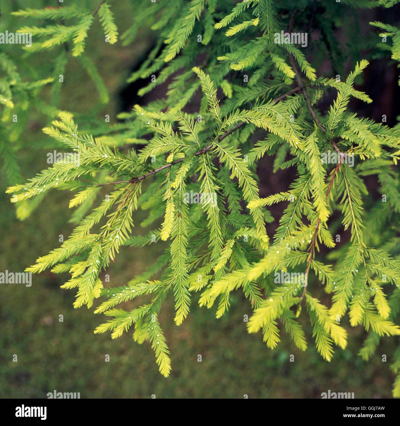 Taxodium distichum - montrant close-up de feuillage -- Chypre Photos Horticultura CON055977 Banque D'Images