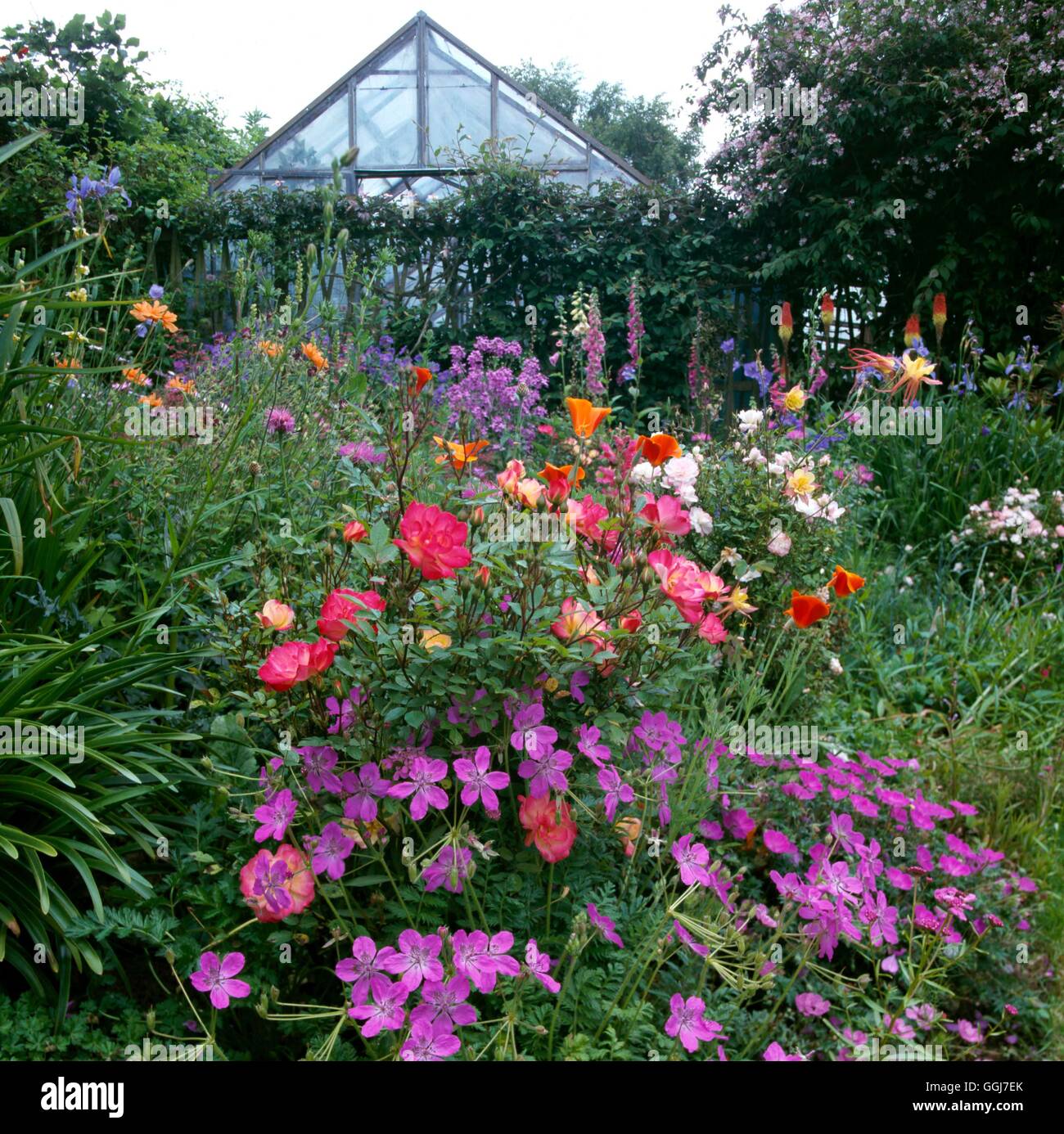 Chalet jardin - avec des géraniums roses et Eschscholzias en premier plan lit bébé Photos Hortic088804 Banque D'Images