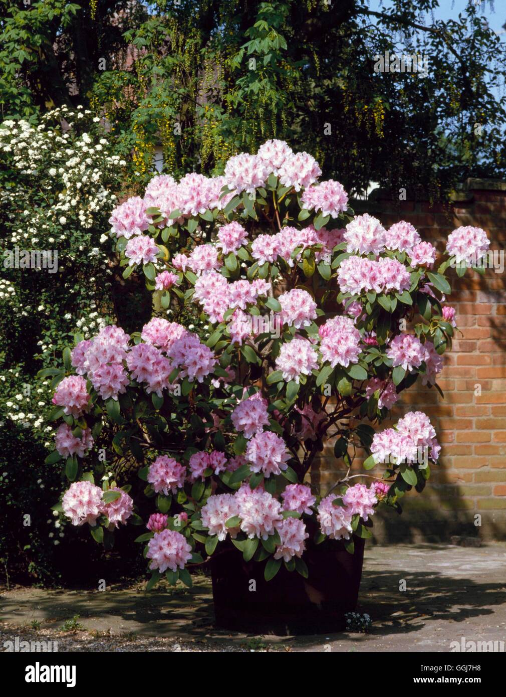 - Conteneurs - RHODODENDRON Rhododendron 'Cynthia' avec CTR018054 /Photosho Banque D'Images