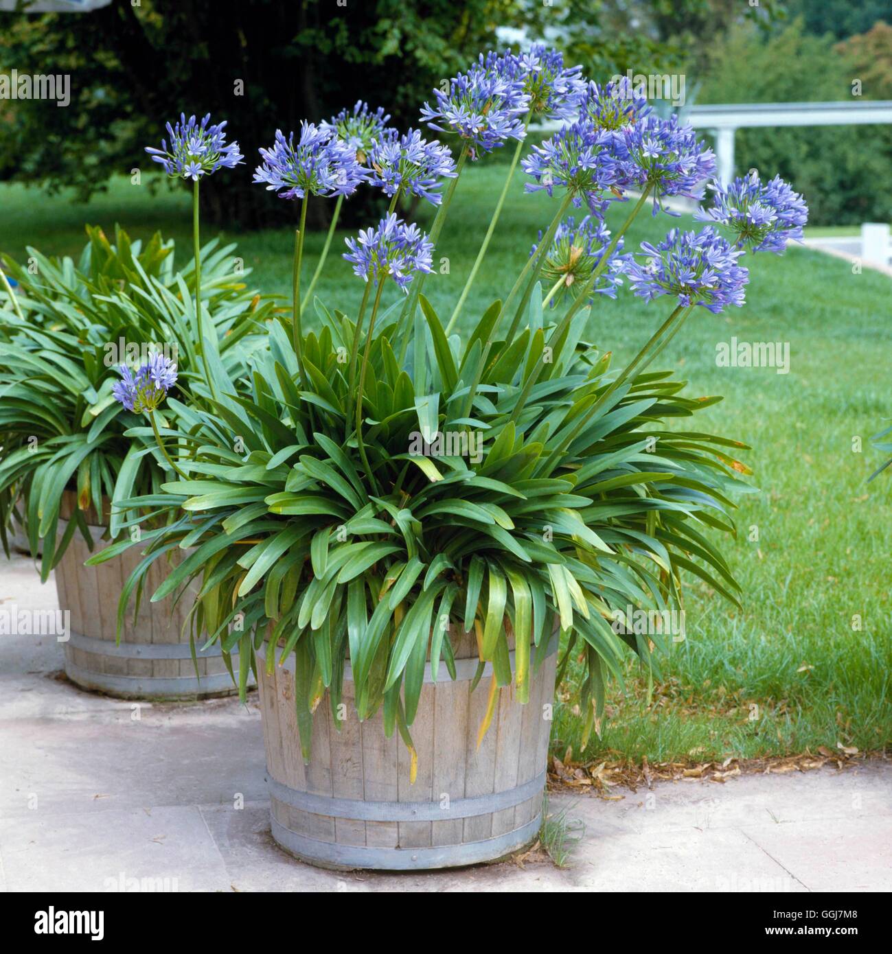 Contenant - vivaces - plantés d'agapanthus CTR051835 Photo Stock - Alamy