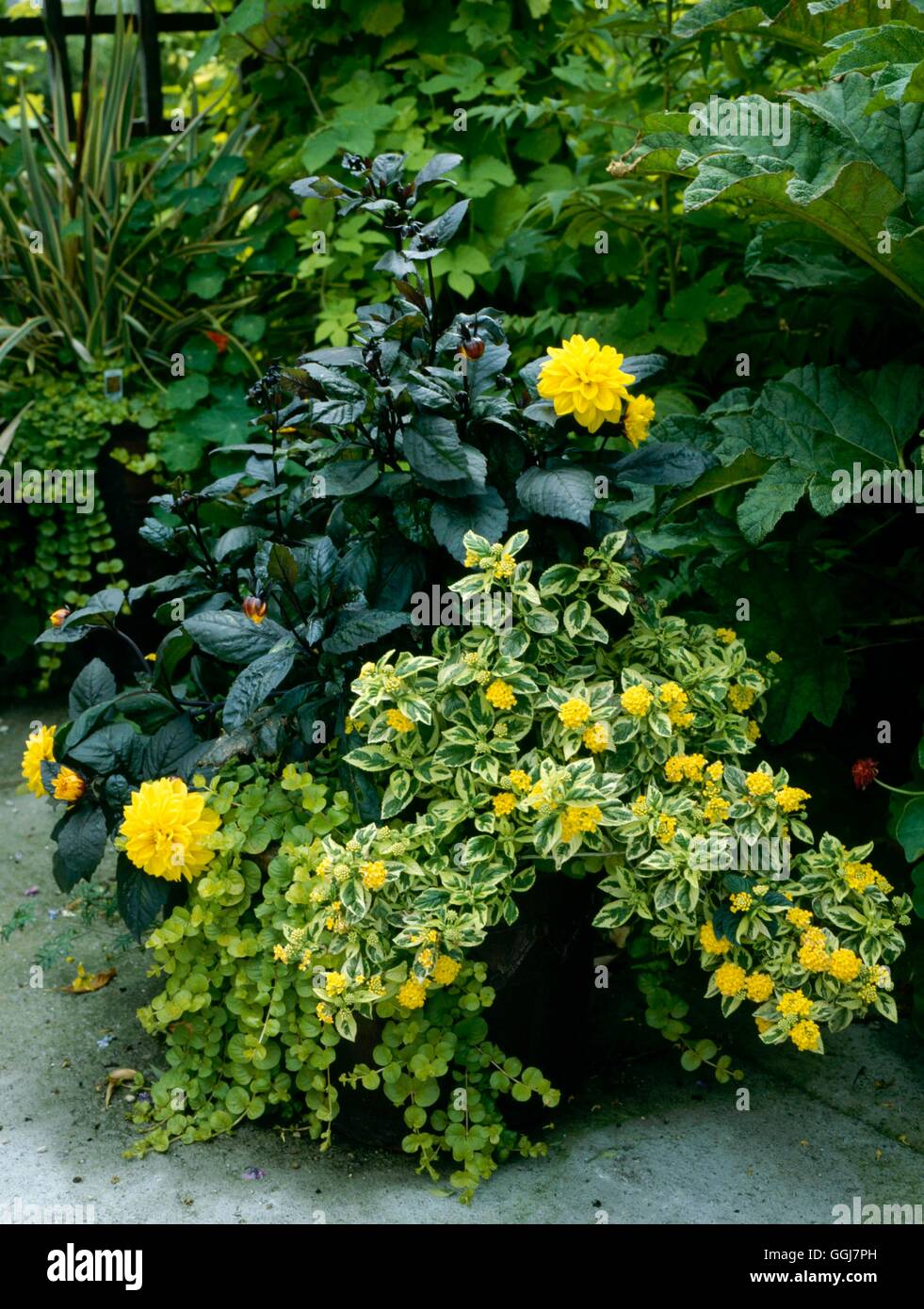 Contenant - Plantes vivaces - planté de Lantana Lysimachia et un Dahlia (photos : Photos de l'horticulture/ Troc PÉPINIÈRE FERME Banque D'Images