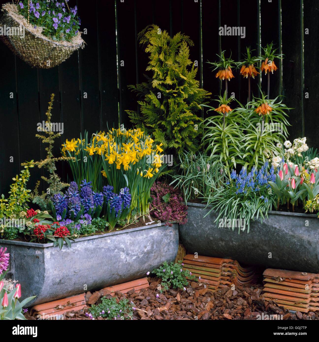 Contenant - Bulbes - plantés d'Hycainthus Narcissus Fritillaria Muscari et tulipes CTR077626 crédit obligatoire Banque D'Images