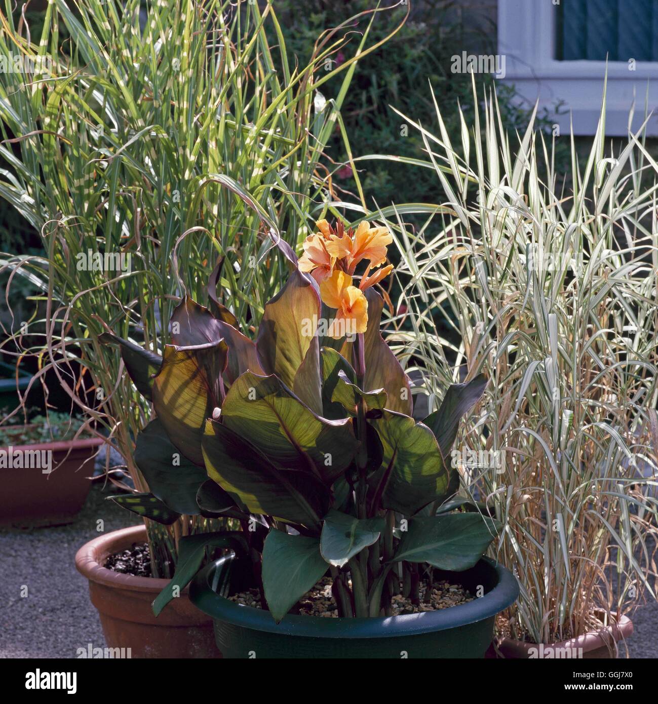 Contenant - graminées - avec Miscanthus sinensis 'Zebrinus' Phalaris arundinacea Feesey' et 'Canna 'Louise Cottin' C Banque D'Images