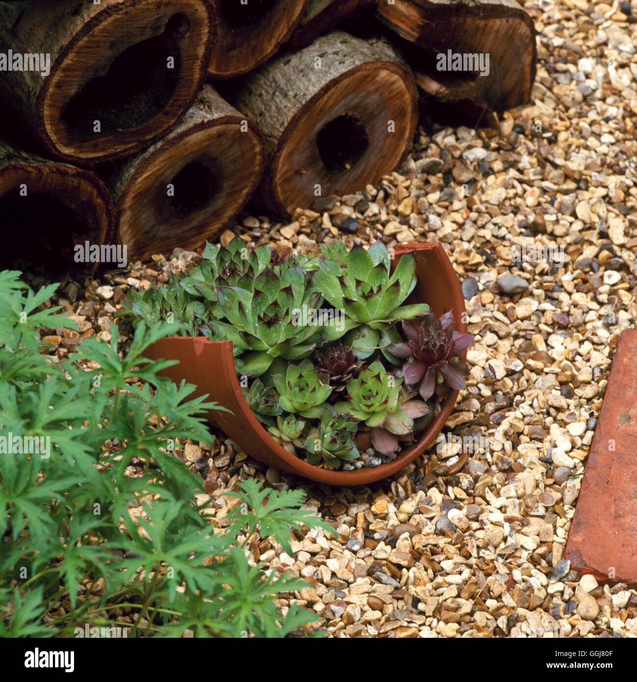 Contenant - Sempervivums - de plus en plus pot de fleur cassé CTR099736 /Photosh Banque D'Images