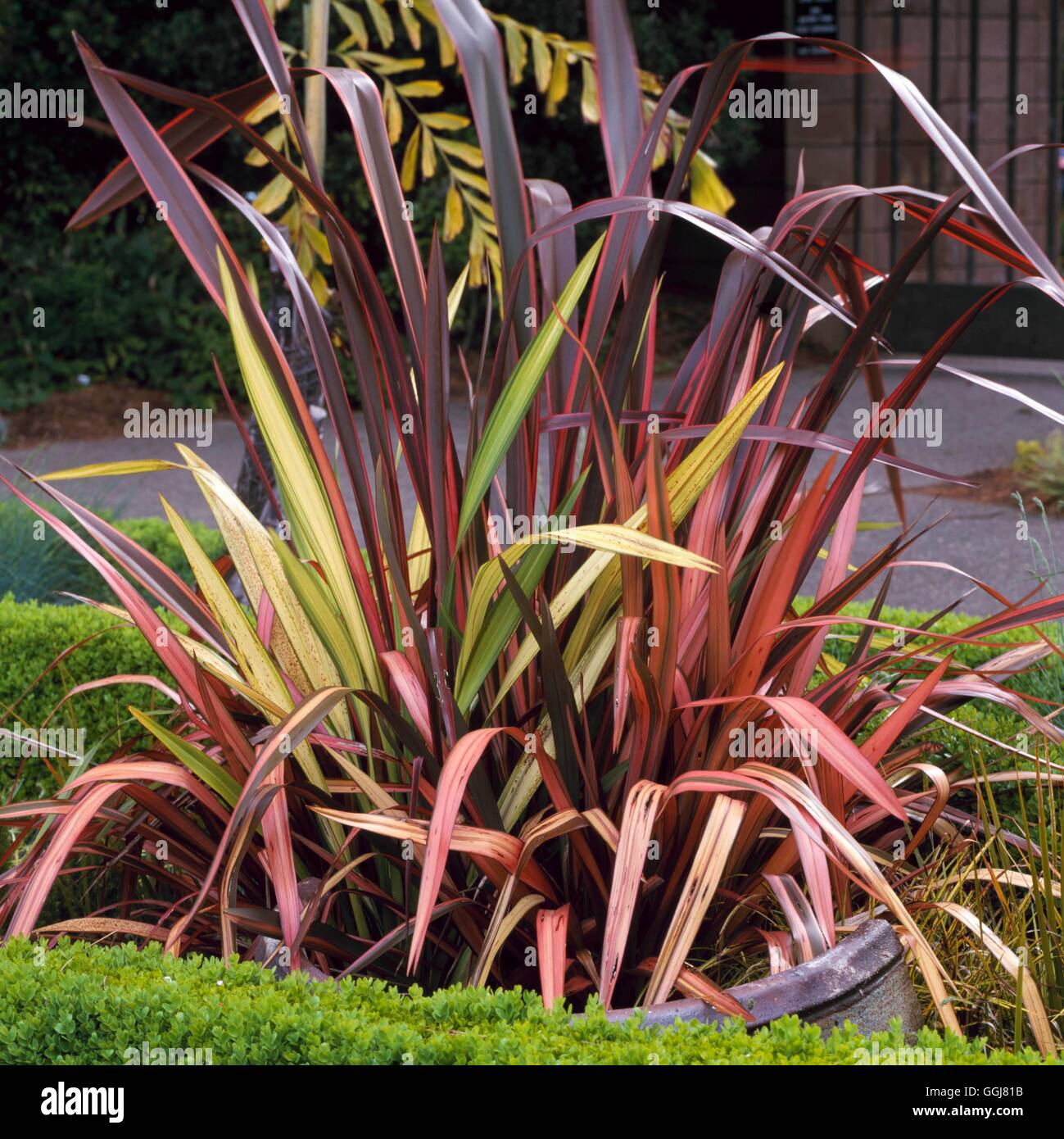 Contenant - Phormium - cultivars mixte CTR106744 Banque D'Images