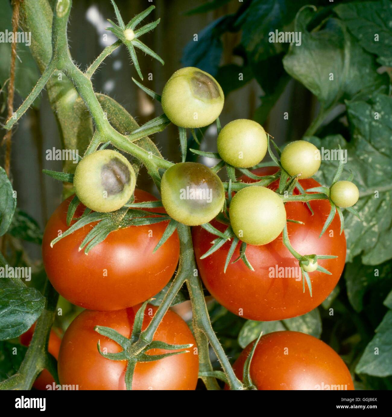 Rot - pourriture apicale sur tomate DIS044920 Banque D'Images