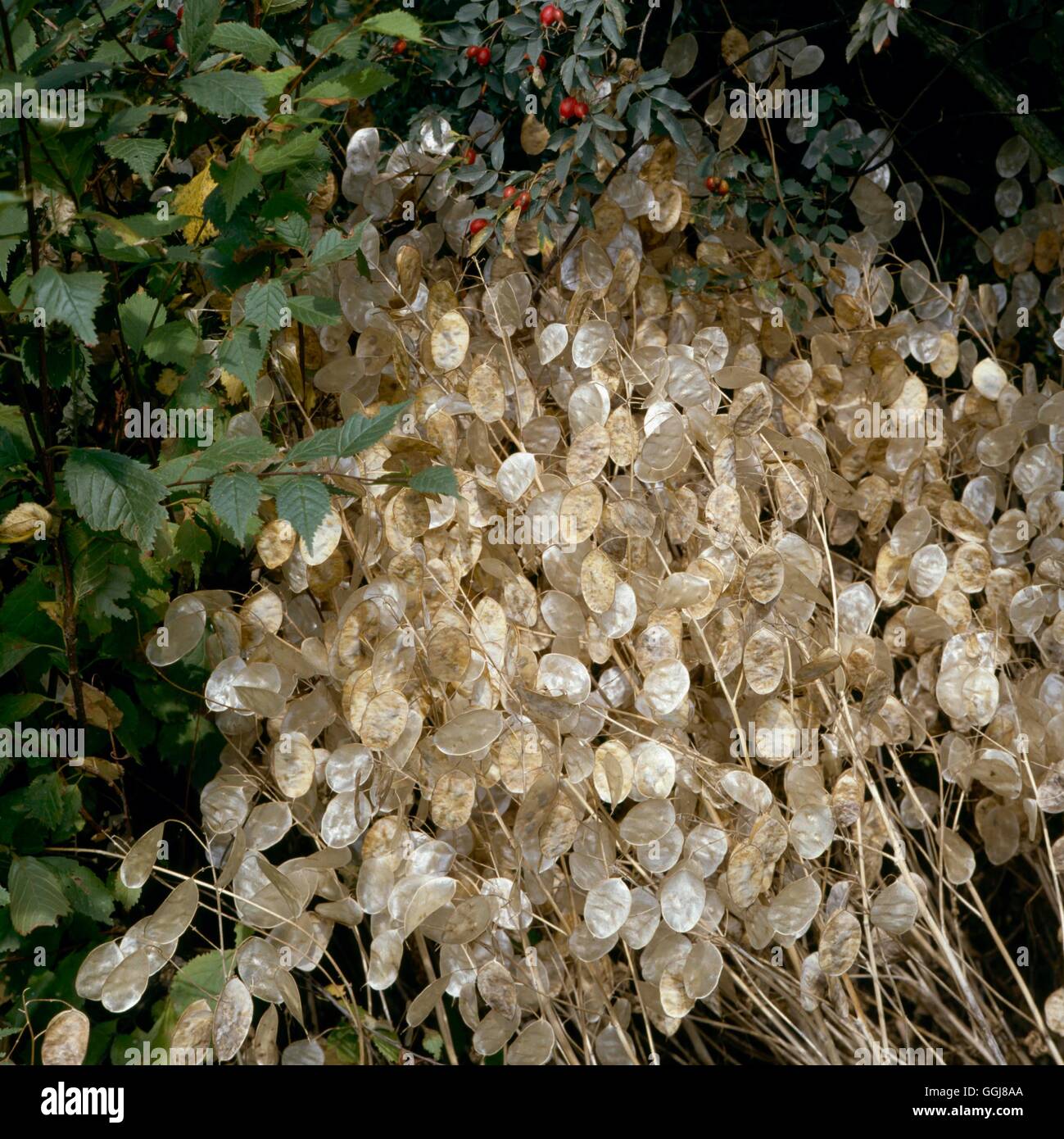 Les plantes séchées - Lunaria annua (honnêteté) DRI018642 Banque D'Images