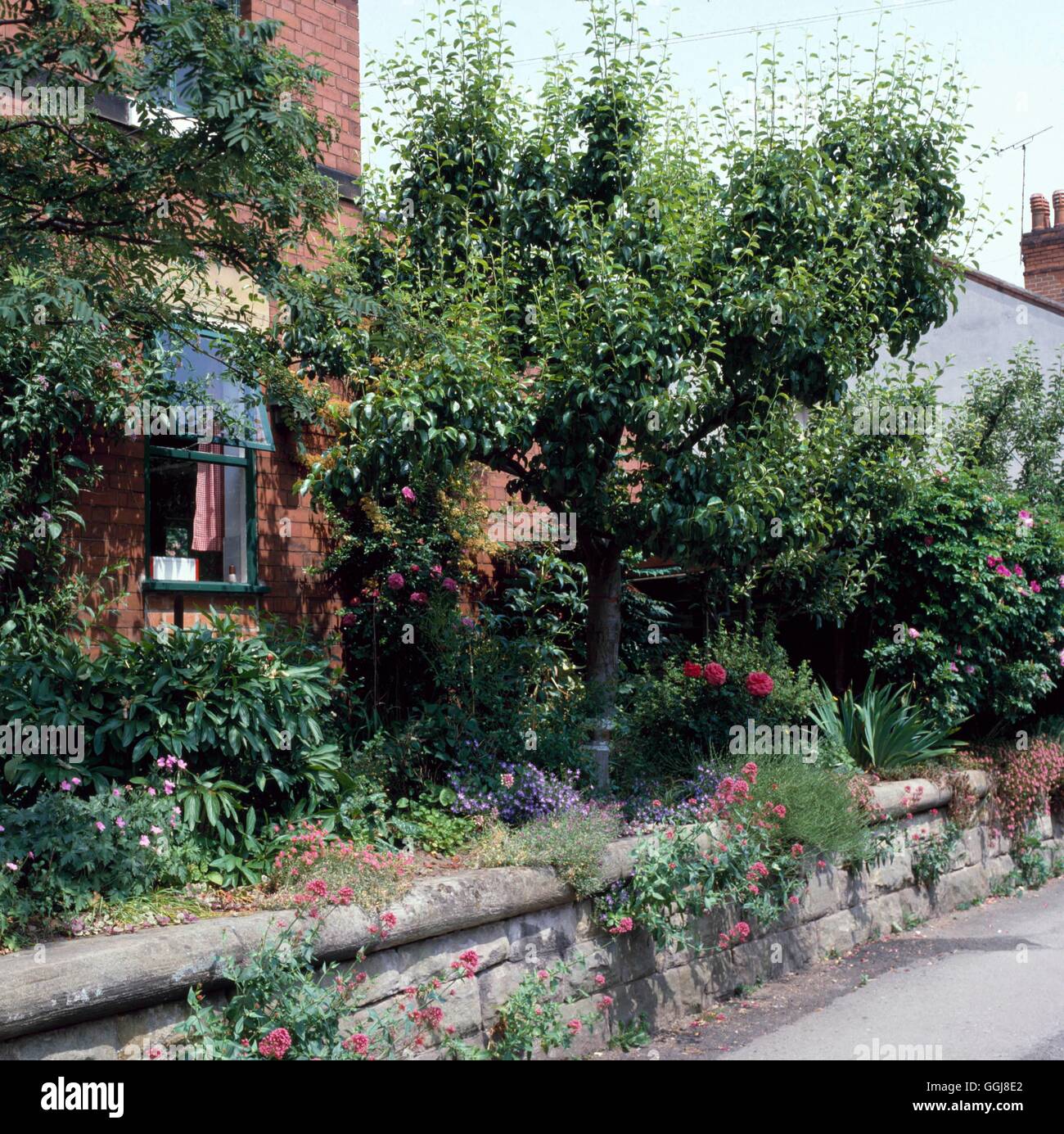 Jardin de fleurs et de fruits - Pear Tree cultivés au jardin d'ornement FAF021200 / Banque D'Images