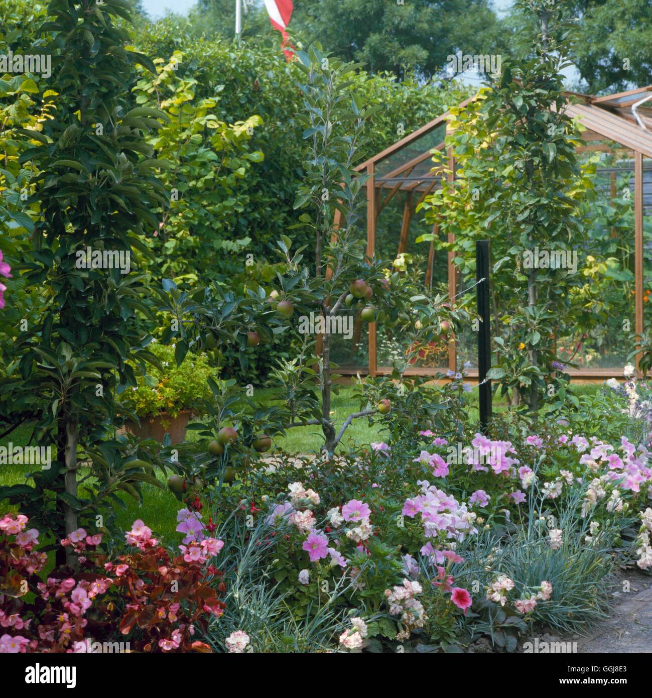 Jardin de fruits et de fleurs de pommiers - underplanted avec bégonias Pétunias Dianthus et fuchsias FAF045437 Compuls Banque D'Images