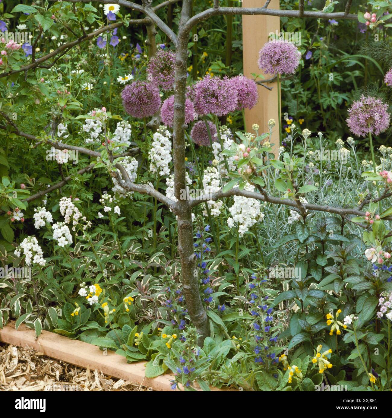 Jardin de fleurs et de fruits - (photos : Photos Hort/ le jardin comestible à Chelsea FS 1994 - Conçu par Julie sans frais) Ref : PHS Banque D'Images Jardin de fleurs et de fruits - (photos : Photos Hort/ le jardin comestible à Chelsea FS 1994 - Conçu par Julie sans frais) Ref : PHS Banque D'Images