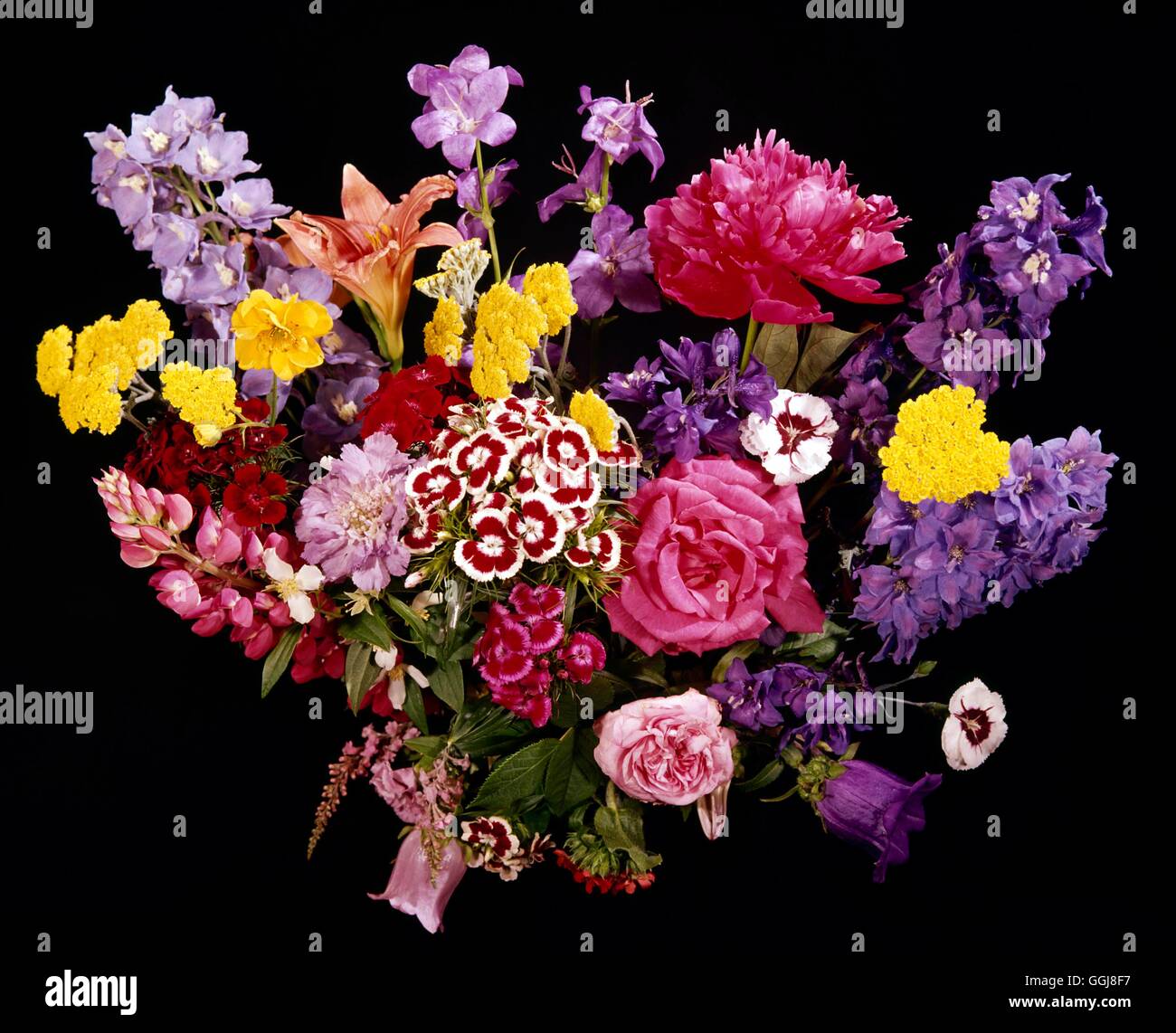 Arrangement floral - avec Paeonia Delphiniums Lupinus Dianthus Roses Scabious Campanula hémérocalles et Linaria Ref : P Banque D'Images