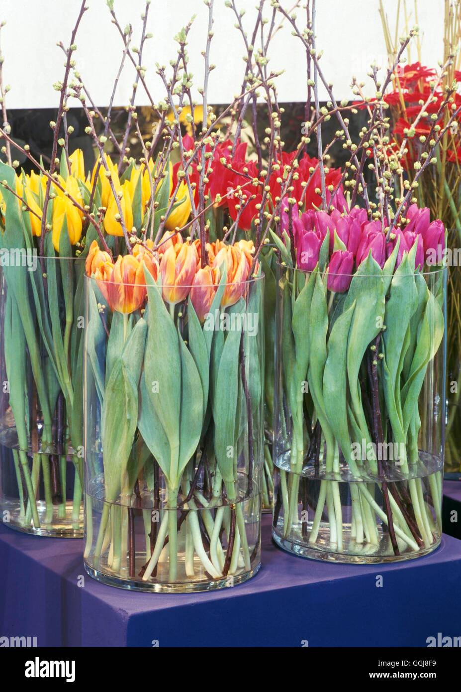Arrangement de fleurs coupées/- Tulipe comme fleurs coupées loin093322 /Photosho Banque D'Images