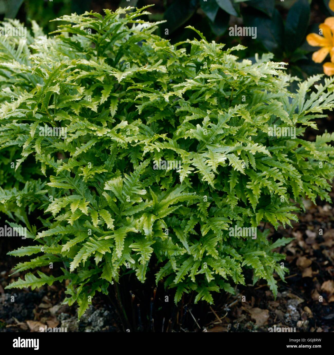 fern-pteris-banque-de-photographies-et-d-images-haute-r-solution-alamy