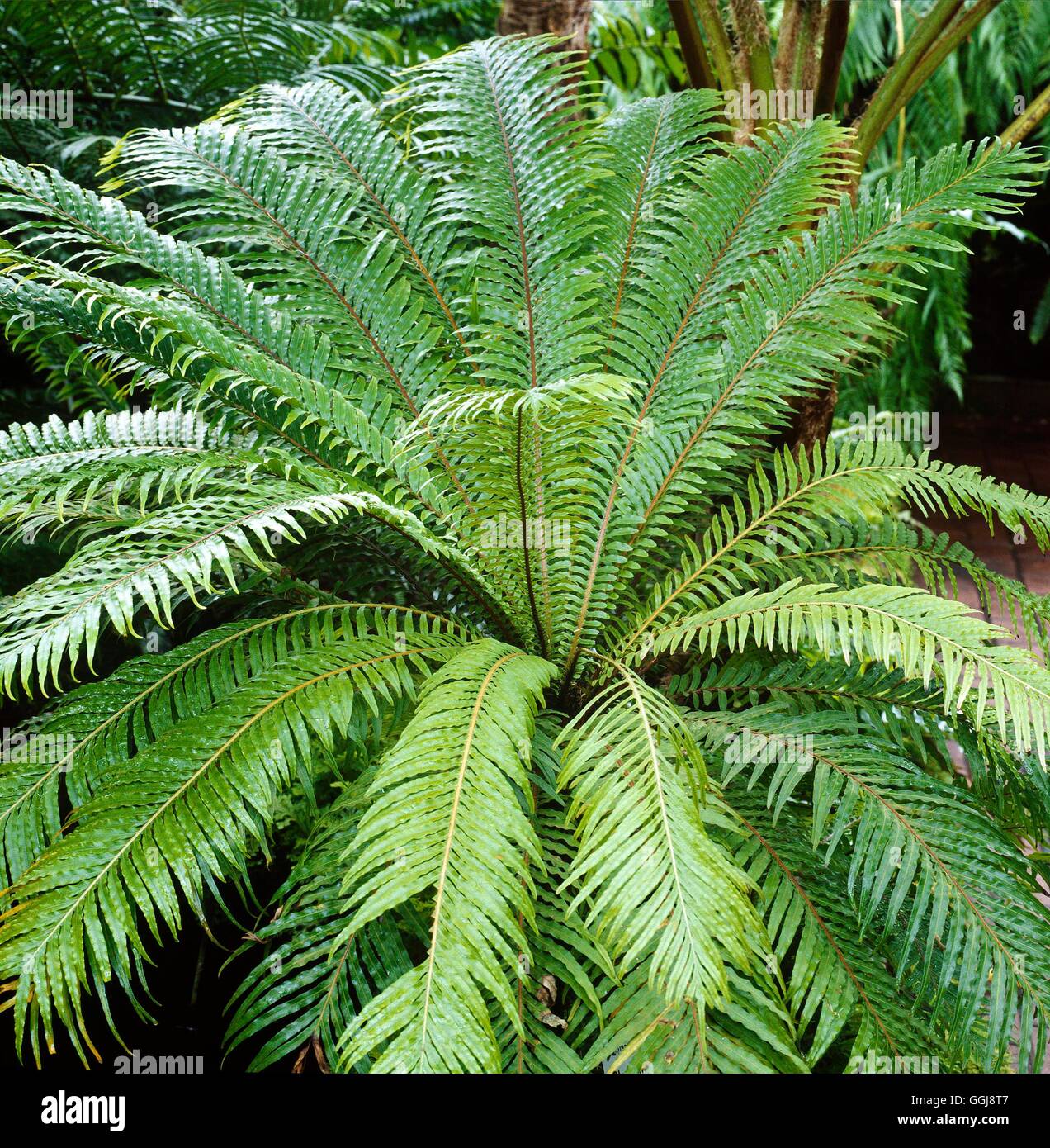Blechnum gibbum - Arbre Fougère Miniature FER073179 Banque D'Images