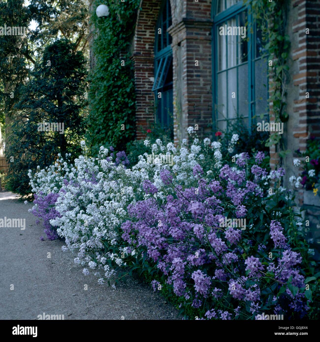 Fleur parfumée et jardin - parterre planté avec Sweet fusée (Hesperis matronalis & 'Alba') (photographe : MJK) FFG Banque D'Images