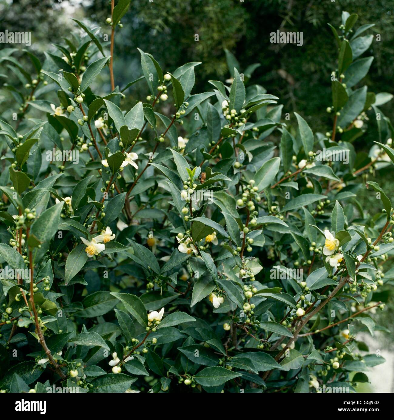 - Thé (Camellia sinensis) (Syn. C. Thea) FRU019419 Banque D'Images