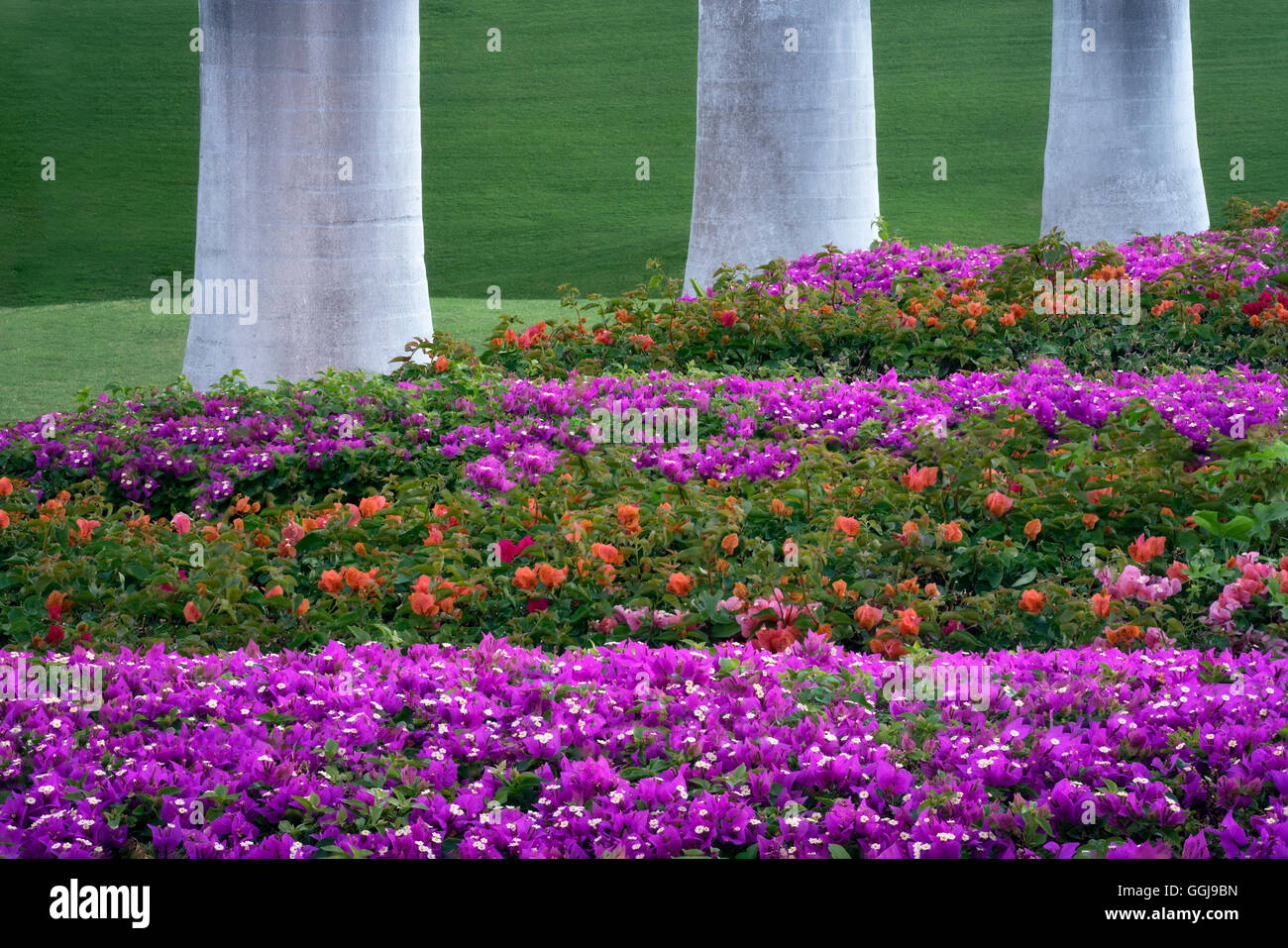 Bougainvillea jardin avec palmiers. Hawaii Island Banque D'Images