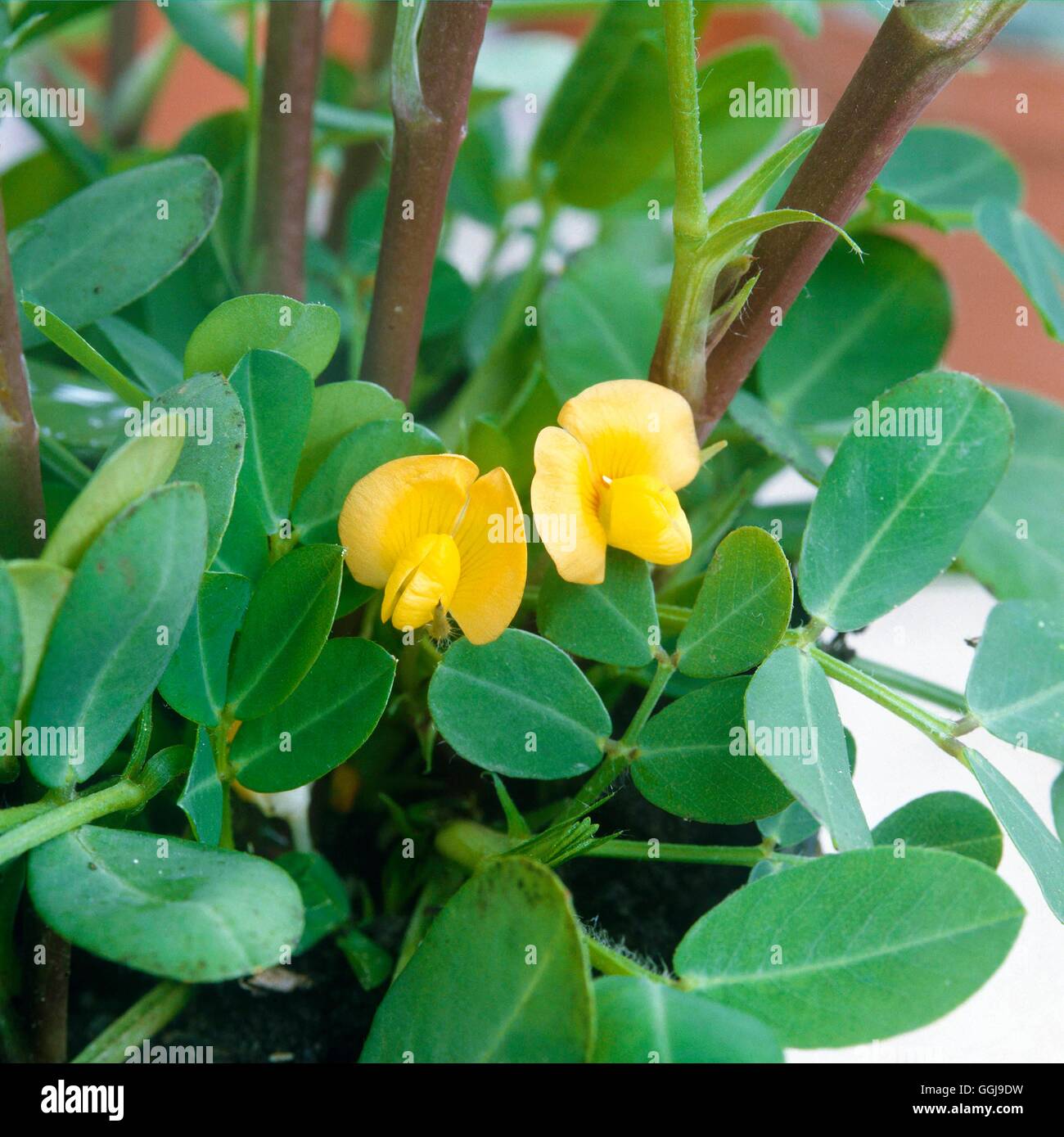 Noix - usine d'arachide en fleur (Arachis hypogaea) FRU044751 Banque D'Images