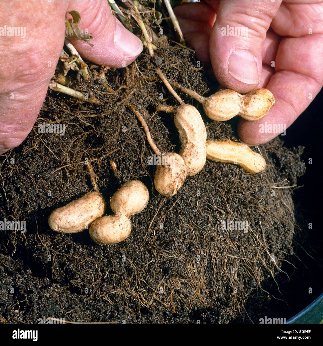 - Arachides/noix de l'arachide (Arachis hypogaea) FRU046130 Banque D'Images
