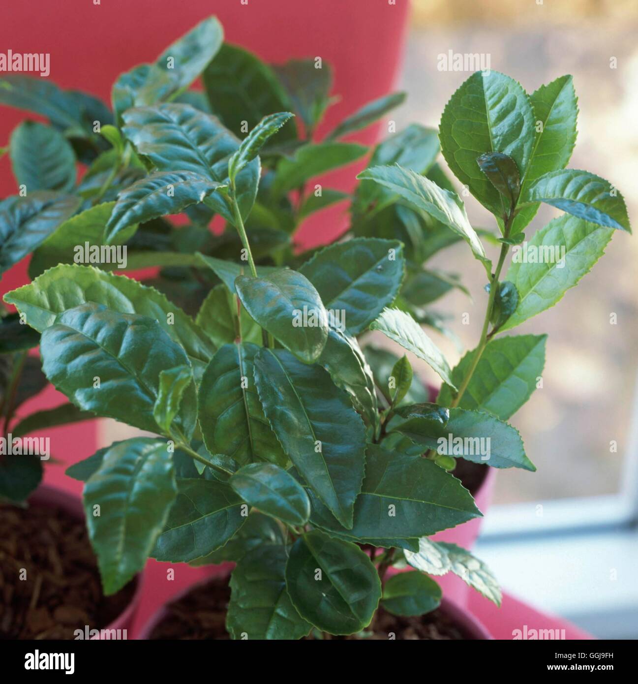 -- Thé (Camellia sinensis syn C. Thea) FRU047994 Banque D'Images