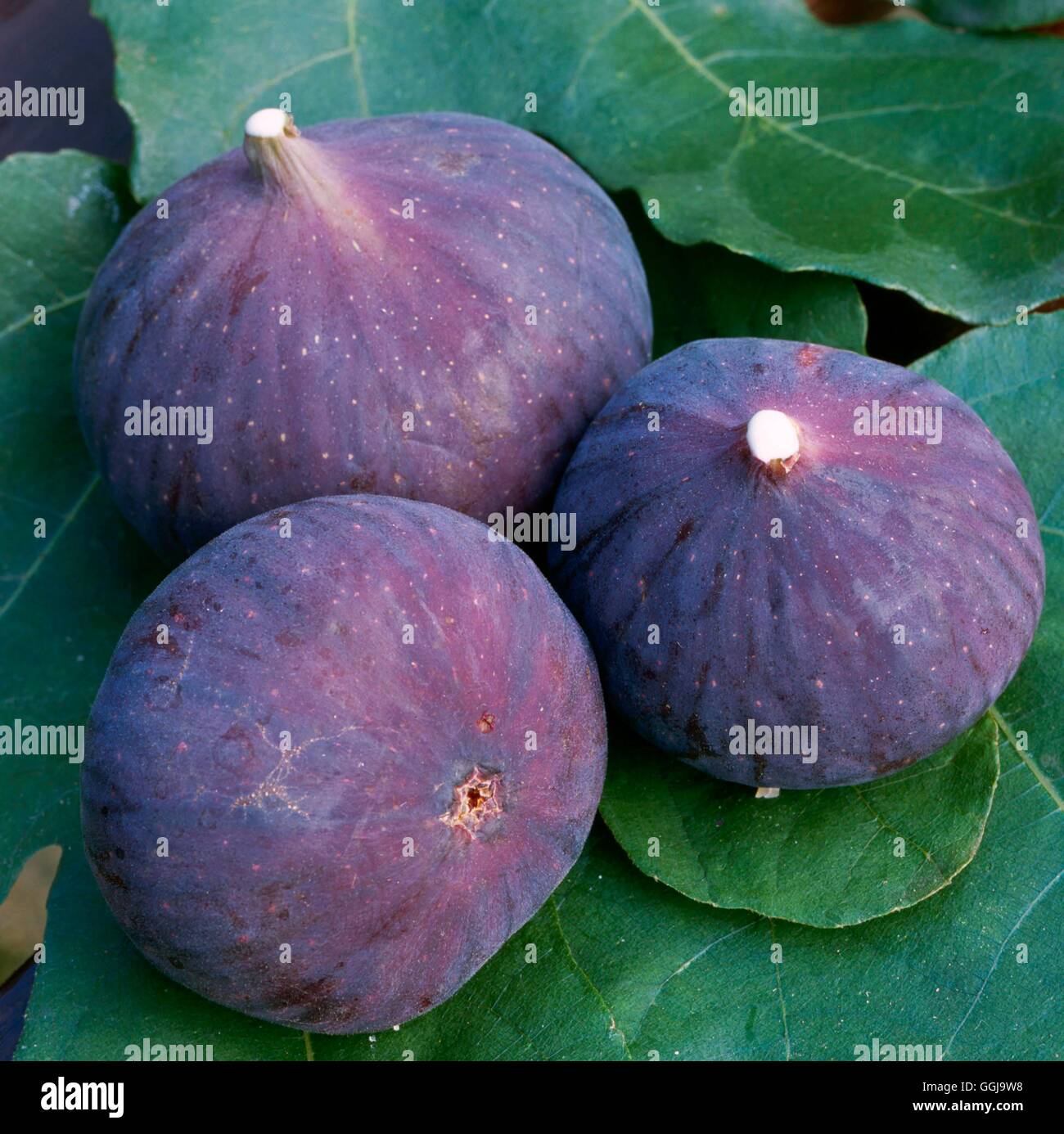 Figues - (Ficus carica) FRU103917 Banque D'Images