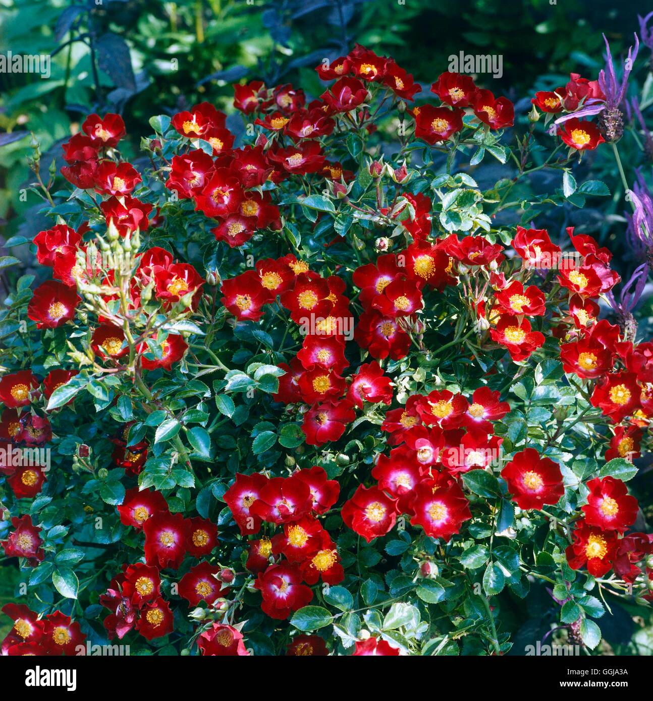 La couverture du sol Roses - Rosa 'Suffolk GCR044222' Banque D'Images