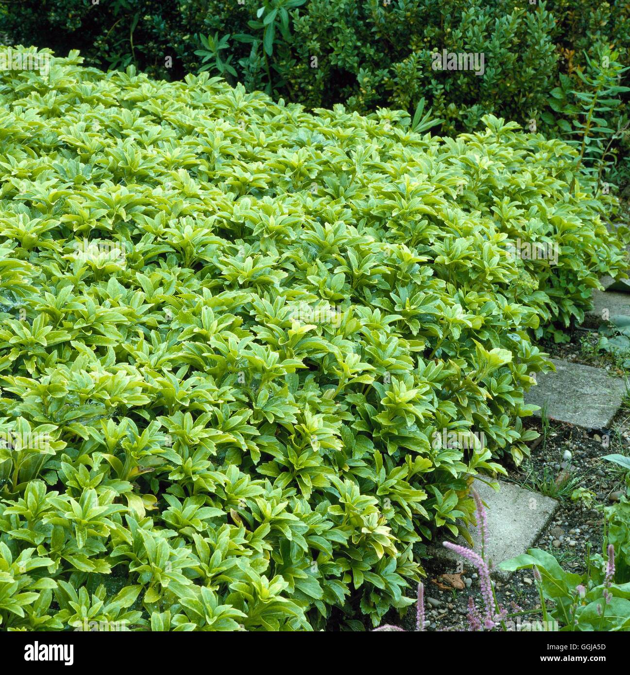 La couverture du sol - avec Pachysandra terminalis CLG051749 Banque D'Images