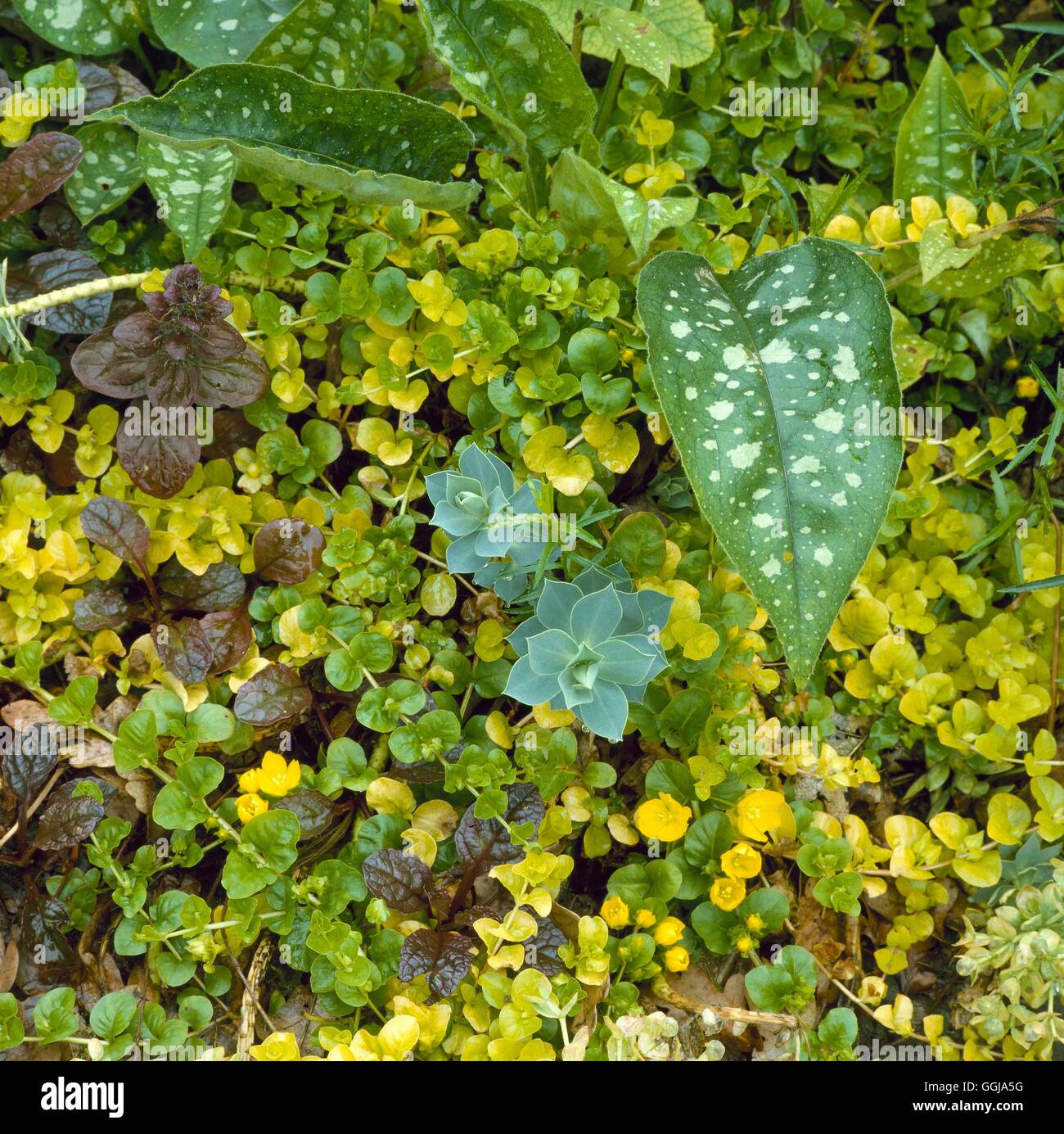 - Couvre-sol de Pulmonaria Euphorbia Lysimachia et Ajuga GDC /P054241 Banque D'Images
