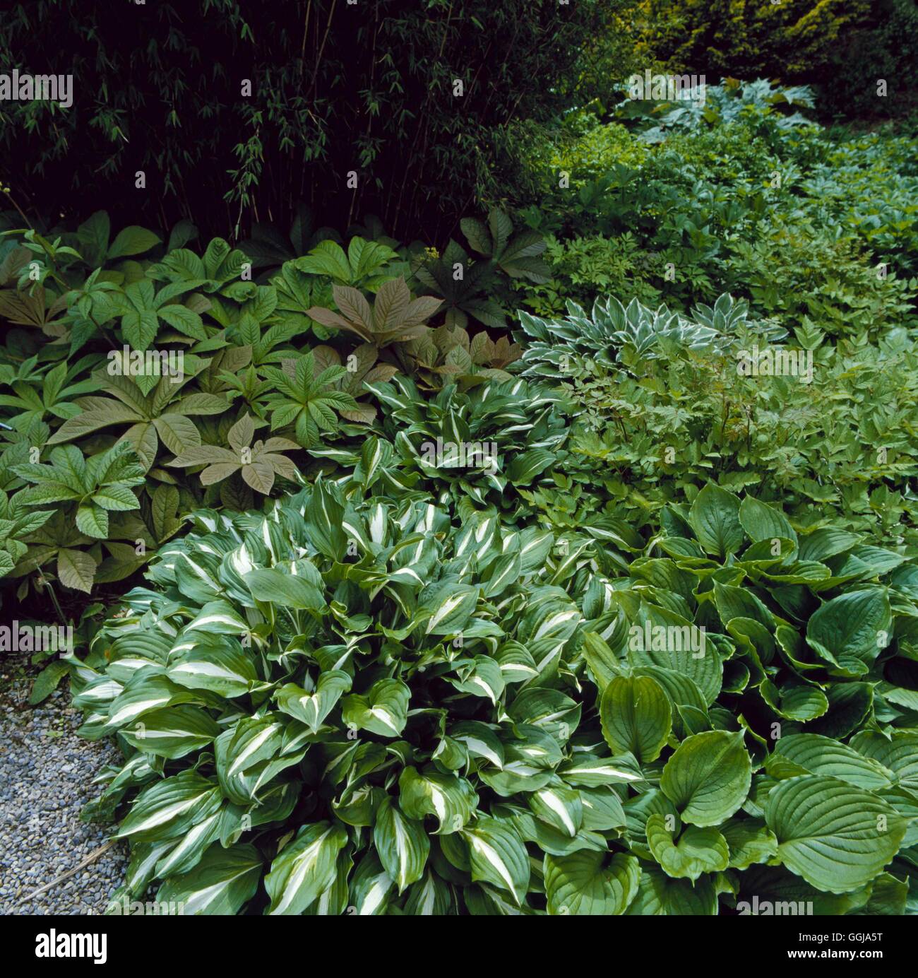 La couverture du sol - mixed Hostas Rodgersia et Astilbes. Kinwai N062376 Banque D'Images