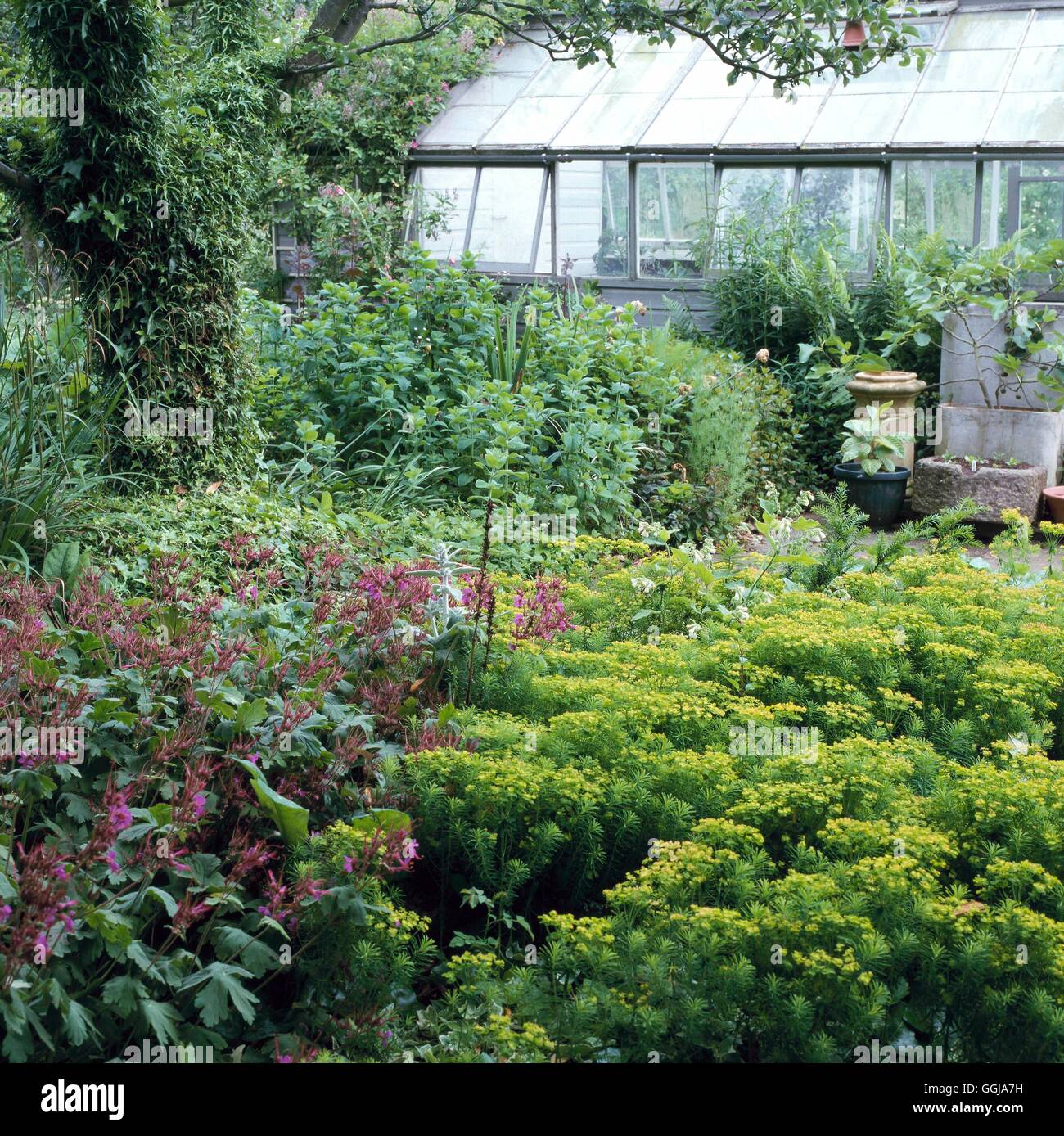 La couverture du sol - avec Euphorbia Géranium Hedera et Mentha (Jardin de Michael Parsons) CLG108700 Banque D'Images