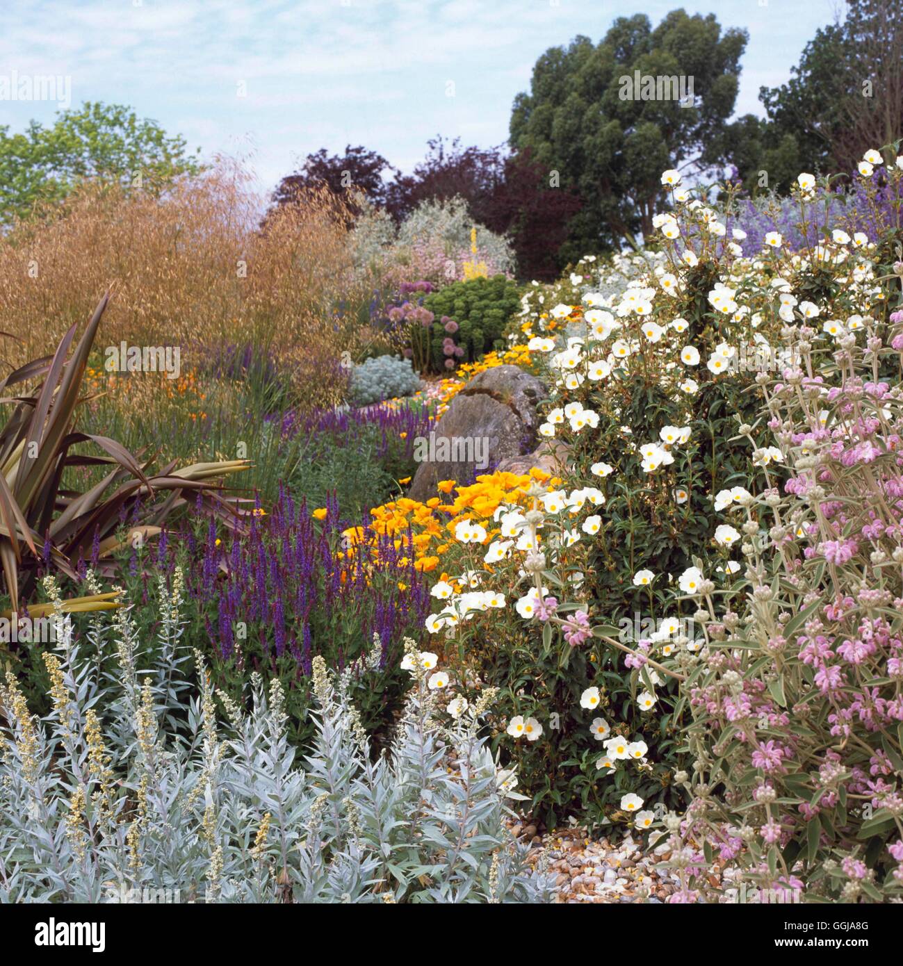 Hyde Hall RHS Garden- Rettendon Chelmsford Essex- - Le jardin sec en juin DGN019259 Photos Banque D'Images