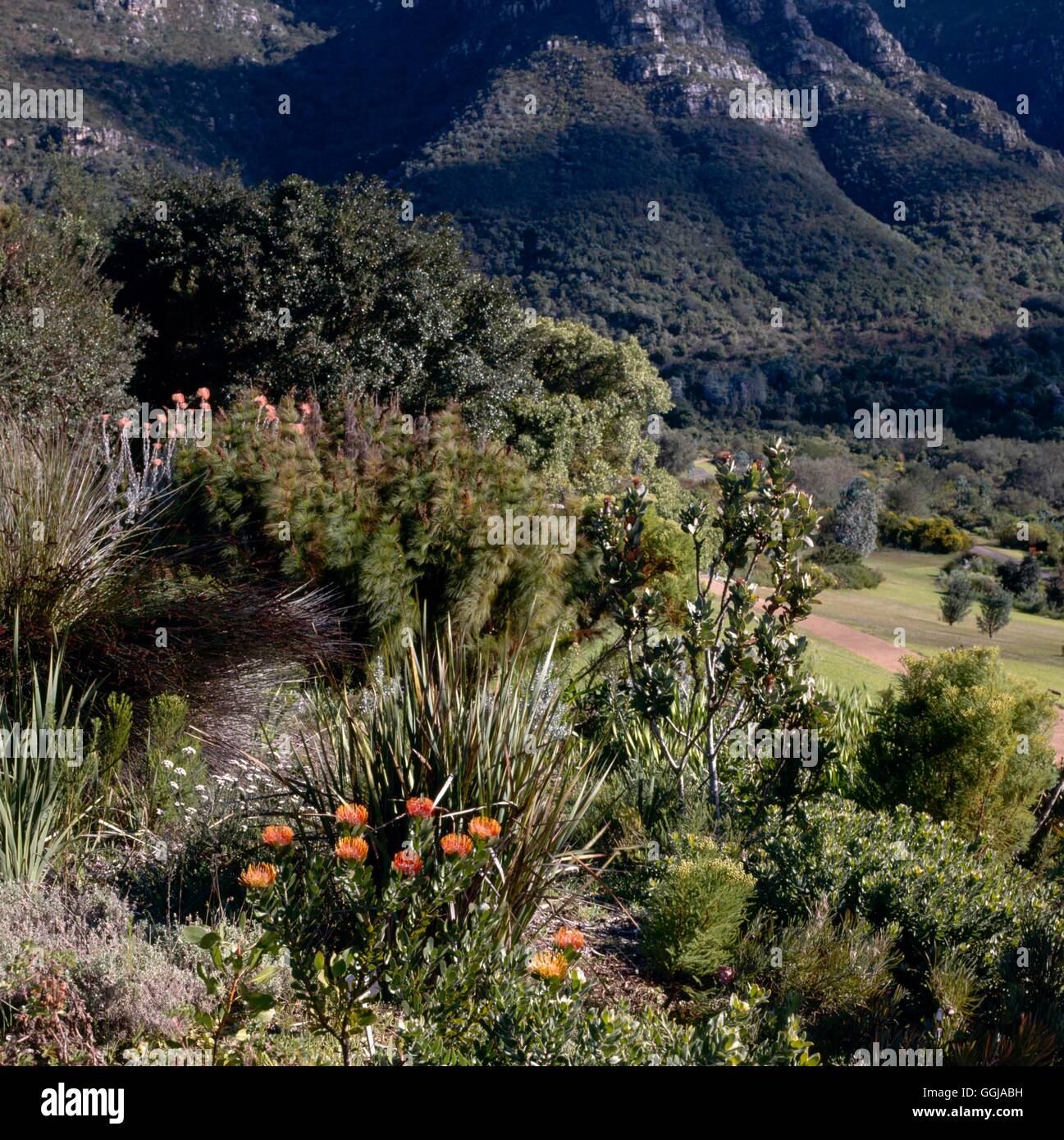 Jardin botanique de Kirstenbosch - Afrique du GDN080824 Banque D'Images