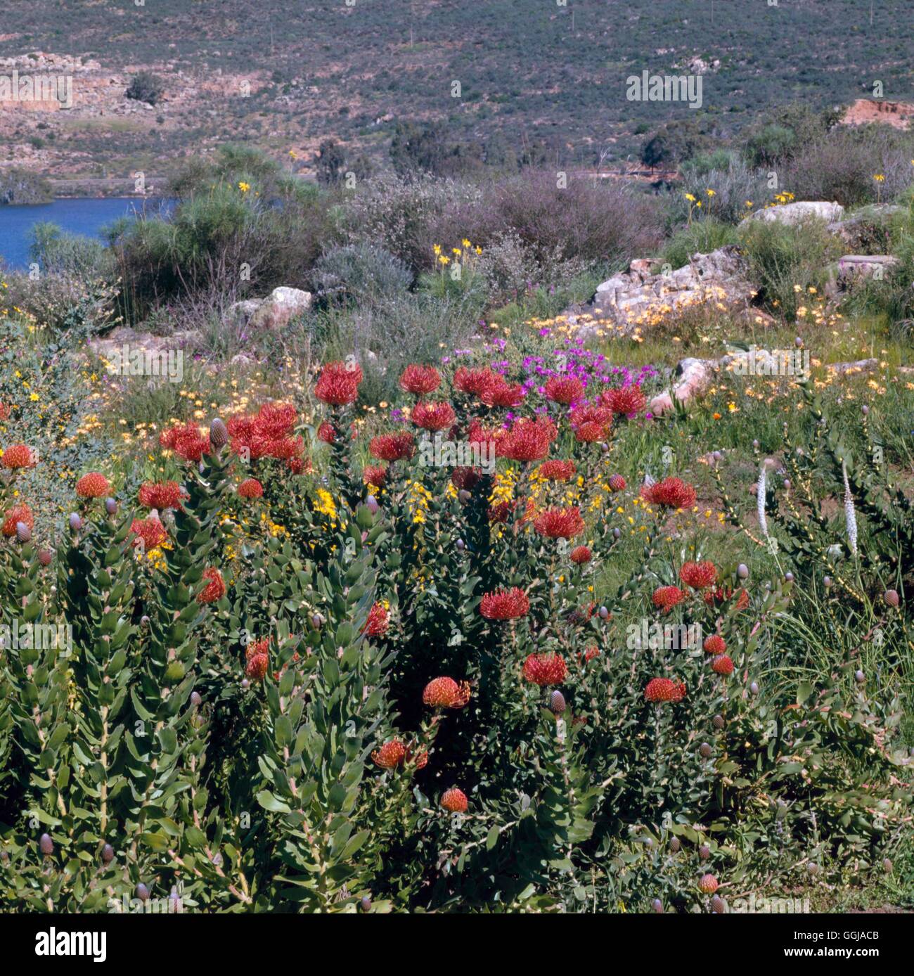 Ramskop Wild Flower Garden - Clanwilliam Afrique du Sud Leucospermum en premier plan GDN PH087024 Banque D'Images