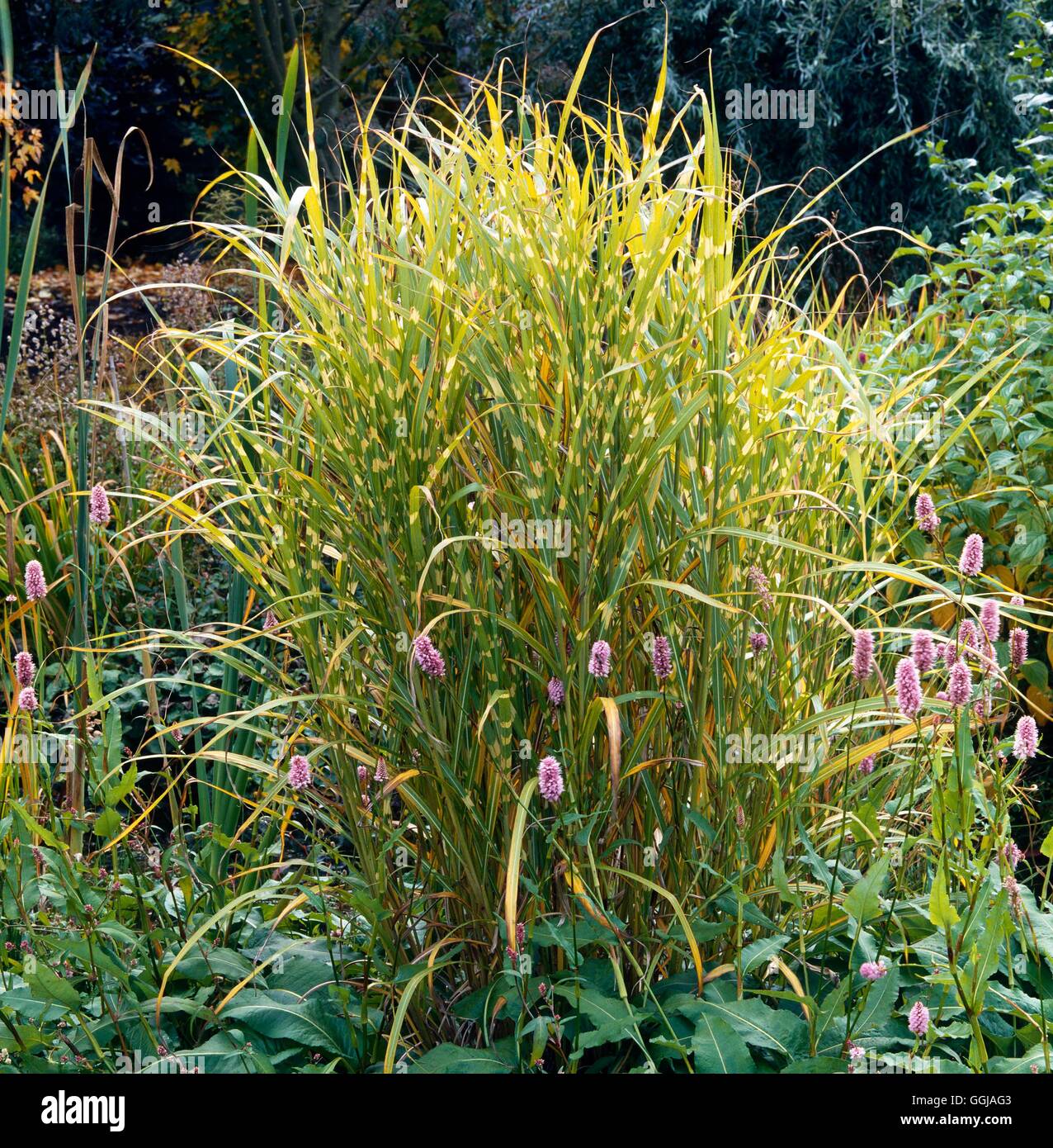 Miscanthus sinensis 'Zebrinus' - GRA002954 Banque D'Images