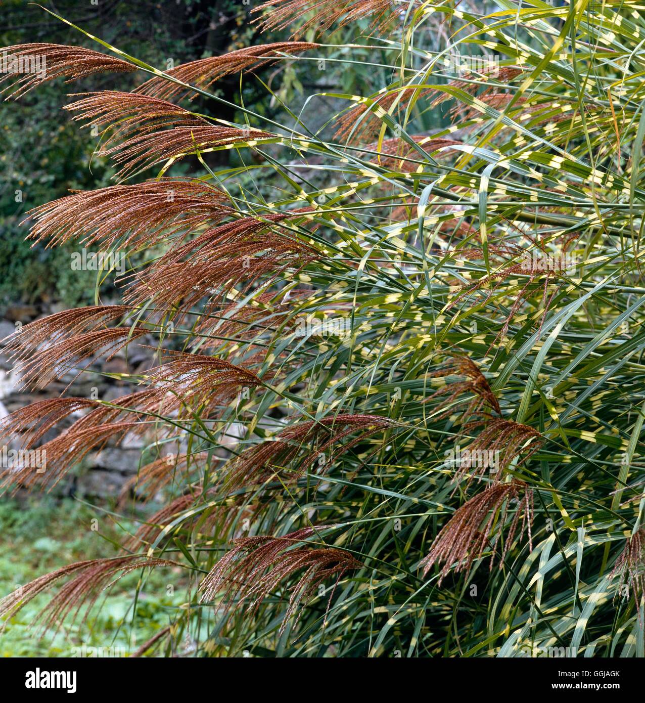 Miscanthus sinensis 'Zebrinus' - GRA019416 Banque D'Images