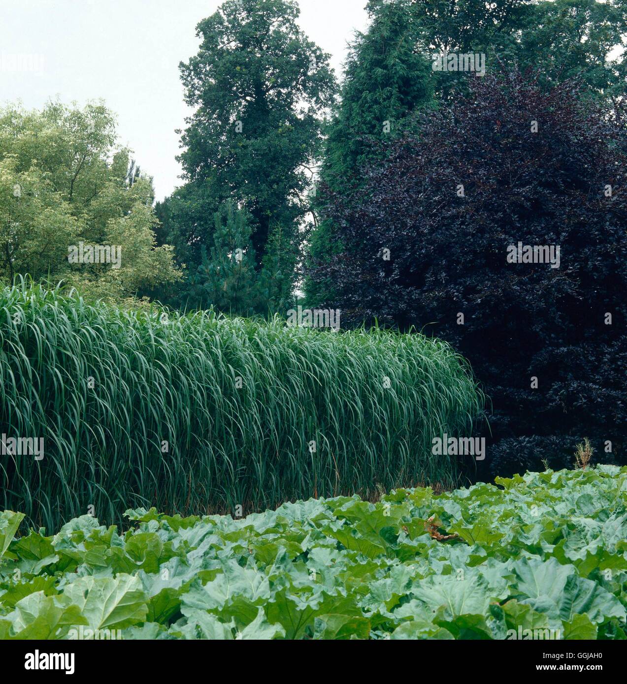 Miscanthus sacchariflorus GRA032923 Banque D'Images