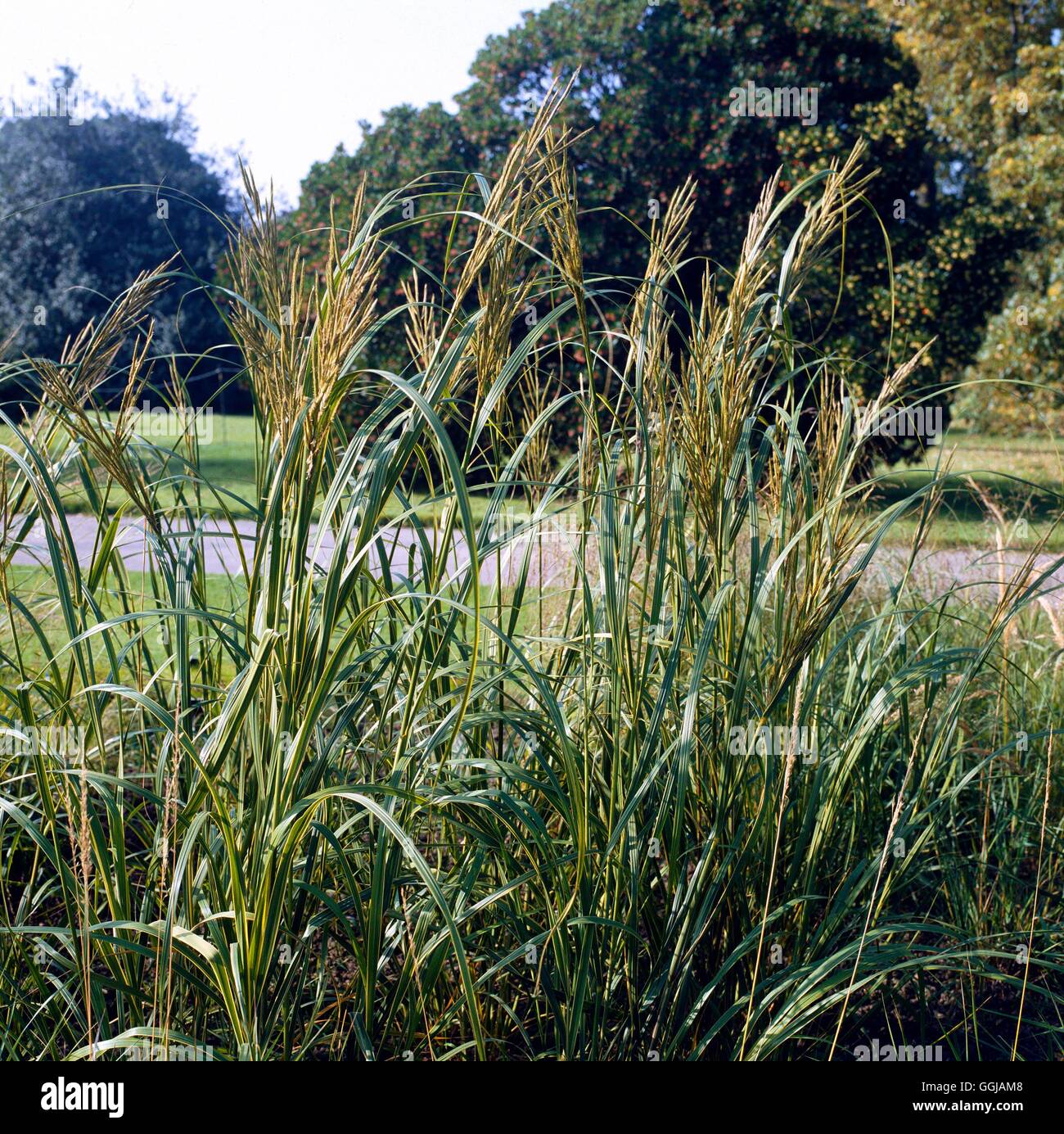 Spartina pectinata aureomarginata Banque de photographies et d’images à