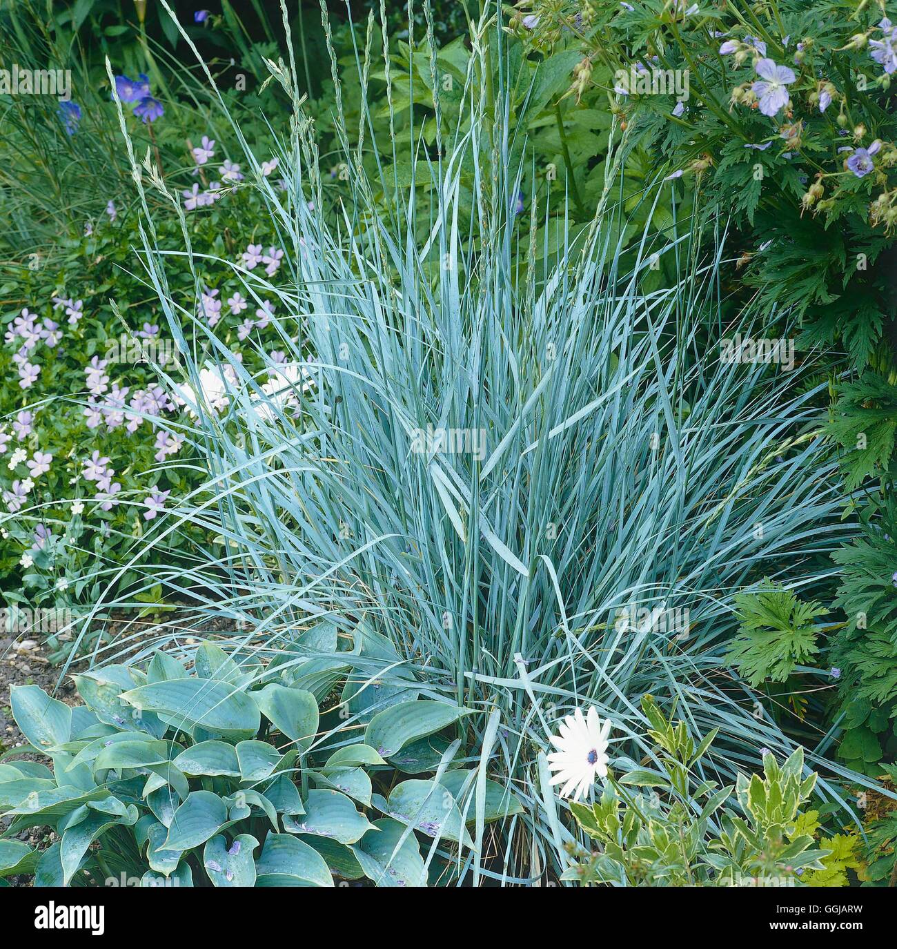 L'Elymus hispidus - Agropyre intermédiaire GRA103038 Banque D'Images