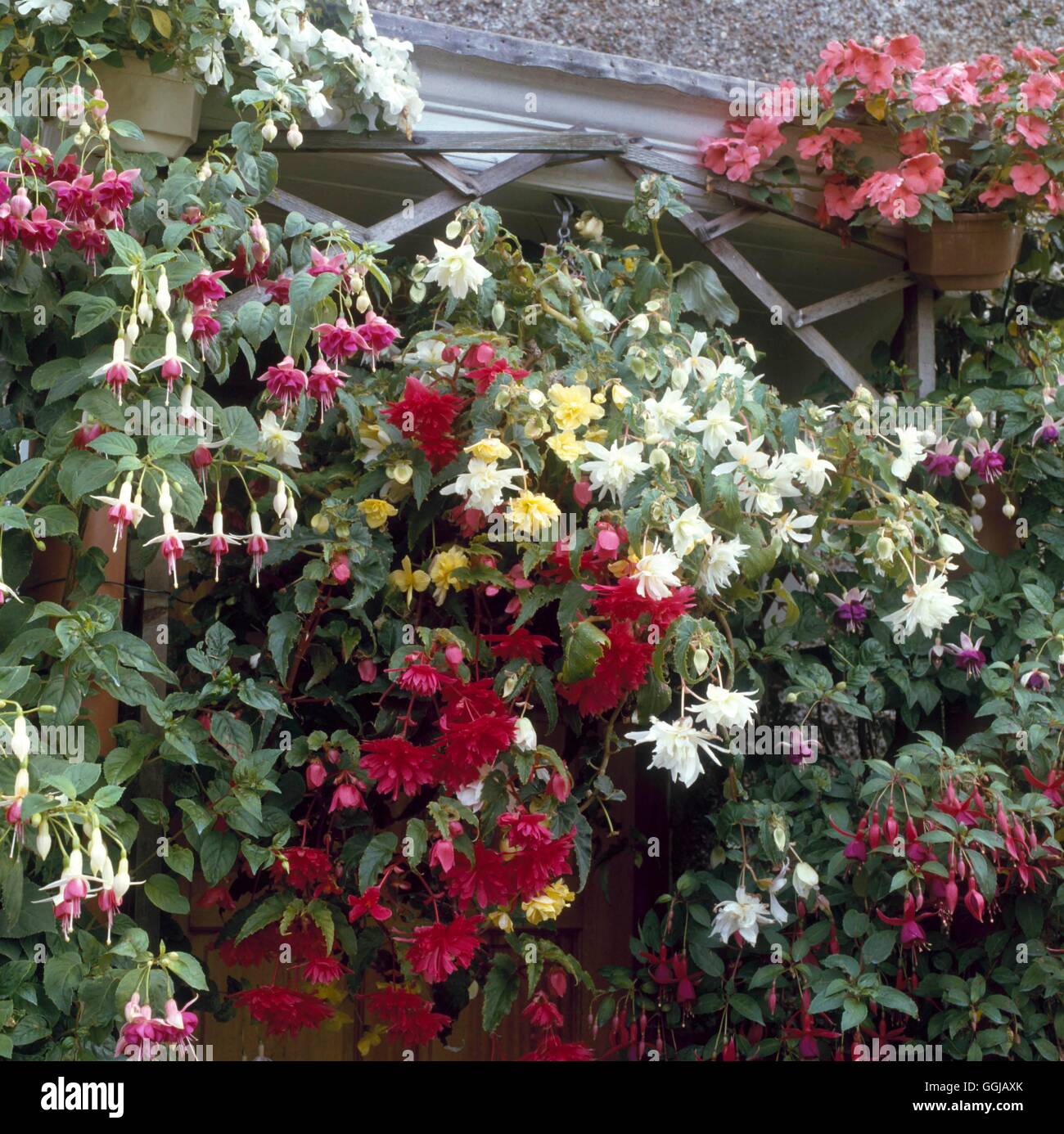 Paniers suspendus - de bégonias et fuchsias autour de porche - (photos : Photos de l'horticulture/ Peggy Cole) HBA00966 Banque D'Images