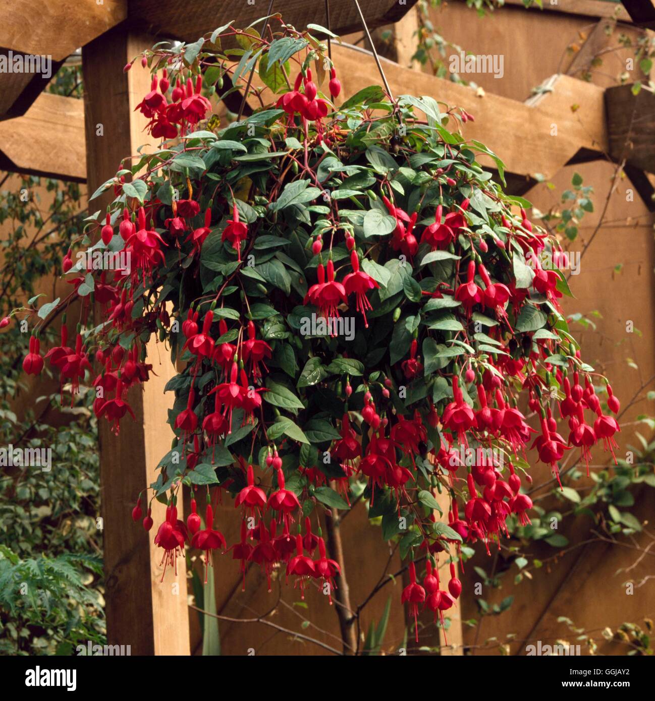 Hanging Basket - planté de Fuchsia 'Marinka HBA022756' Banque D'Images