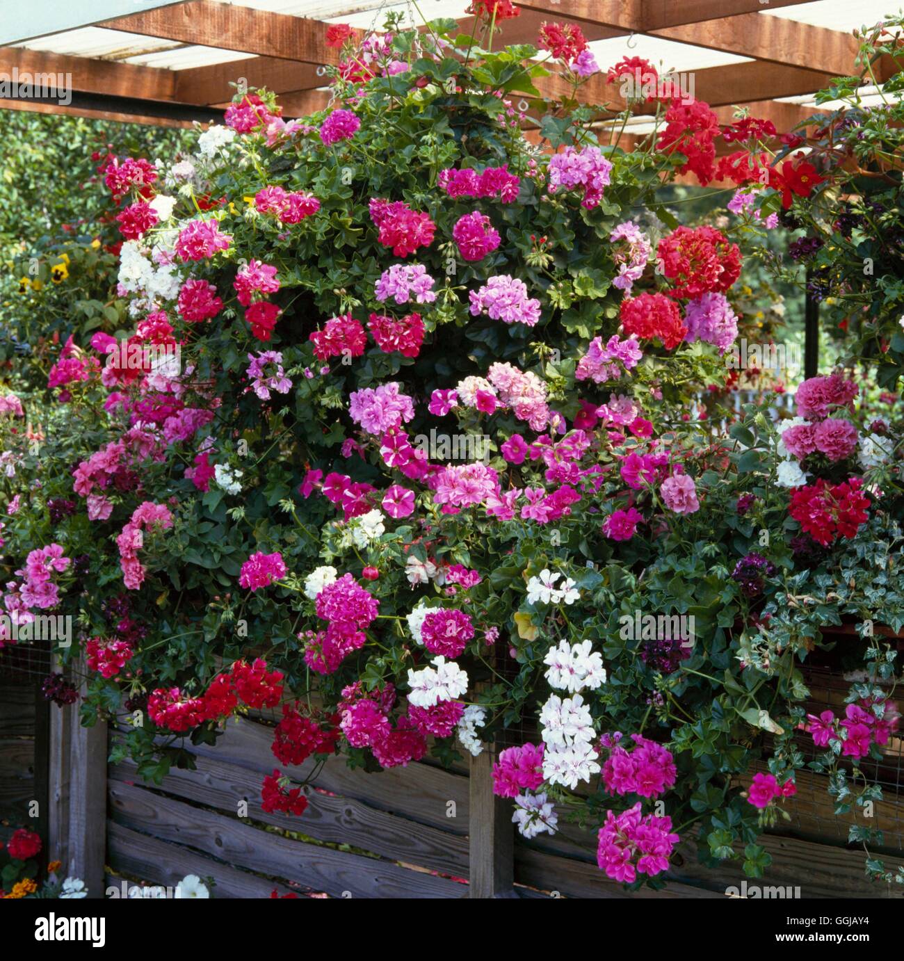 Hanging Basket - planté de lierre Pélargonium à feuilles d'HBA028195 /Sem - Allemand Banque D'Images