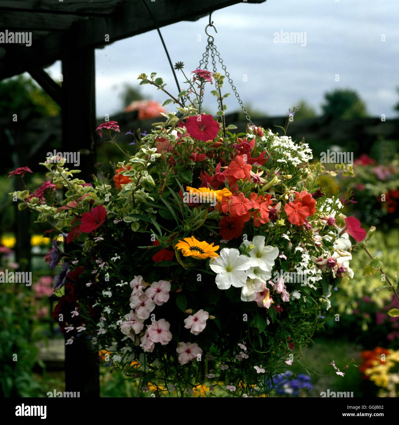 Hanging Basket HBA077933 Date : 07.10.2008 Banque D'Images