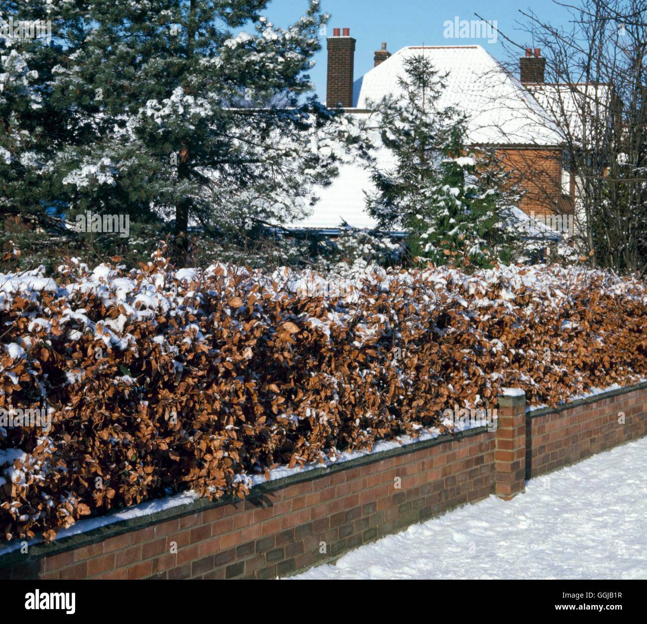 - Couverture de Fagus sylvatica qui garde ses feuilles en hiver. HED025515 Photos Horticultu Banque D'Images