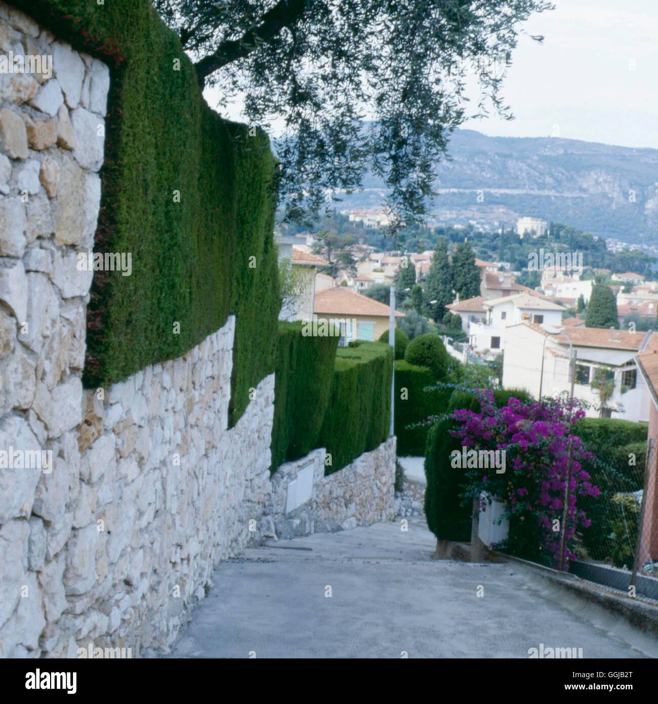 - Couverture de Cupressus macrocarpa dans le sud de la France- - Cyprès de HED054324 Photos Ho Banque D'Images