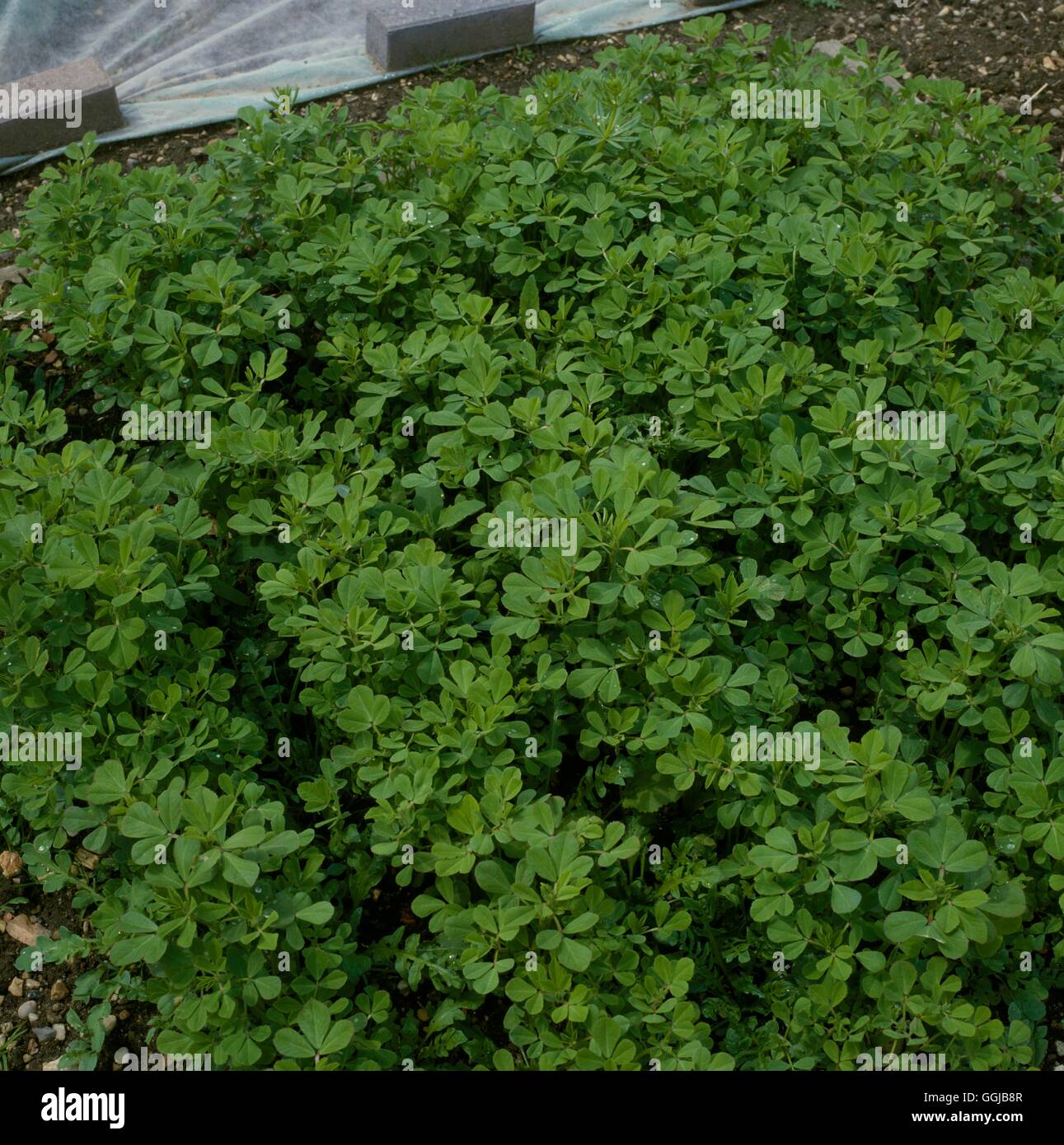 Cultivé comme engrais vert fenugrec (Trigonella foenum-graceum) Date : 28/08/2008 SES Photos H053664 Banque D'Images
