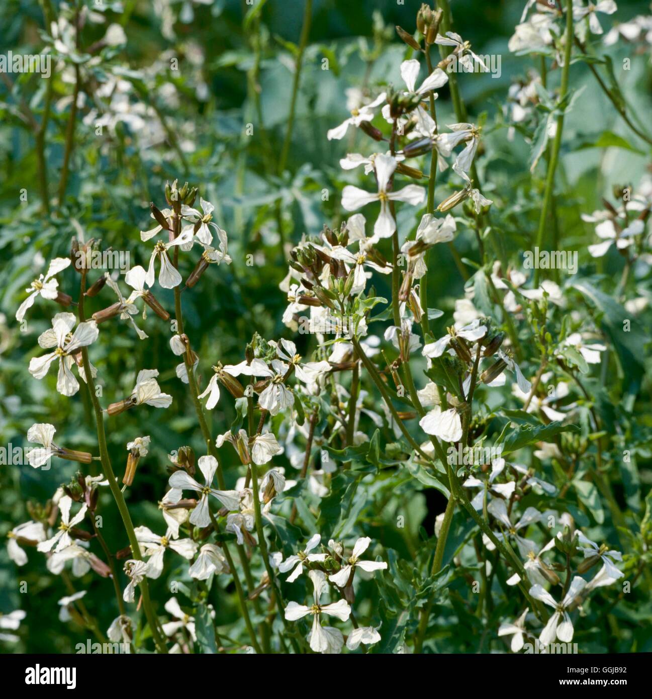 Rocket - en fleur (Eruca vesicaria subsp. sativa) SA057012 Banque D'Images