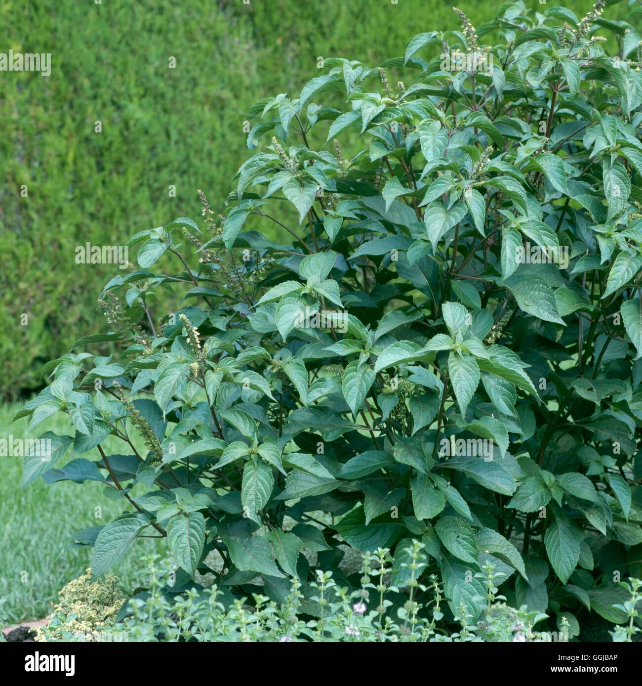 Arbre généalogique - Basilic - également connu sous le nom de East Indian Basil (Ocimum gratissimum)''''' ses photos085612 H' Banque D'Images