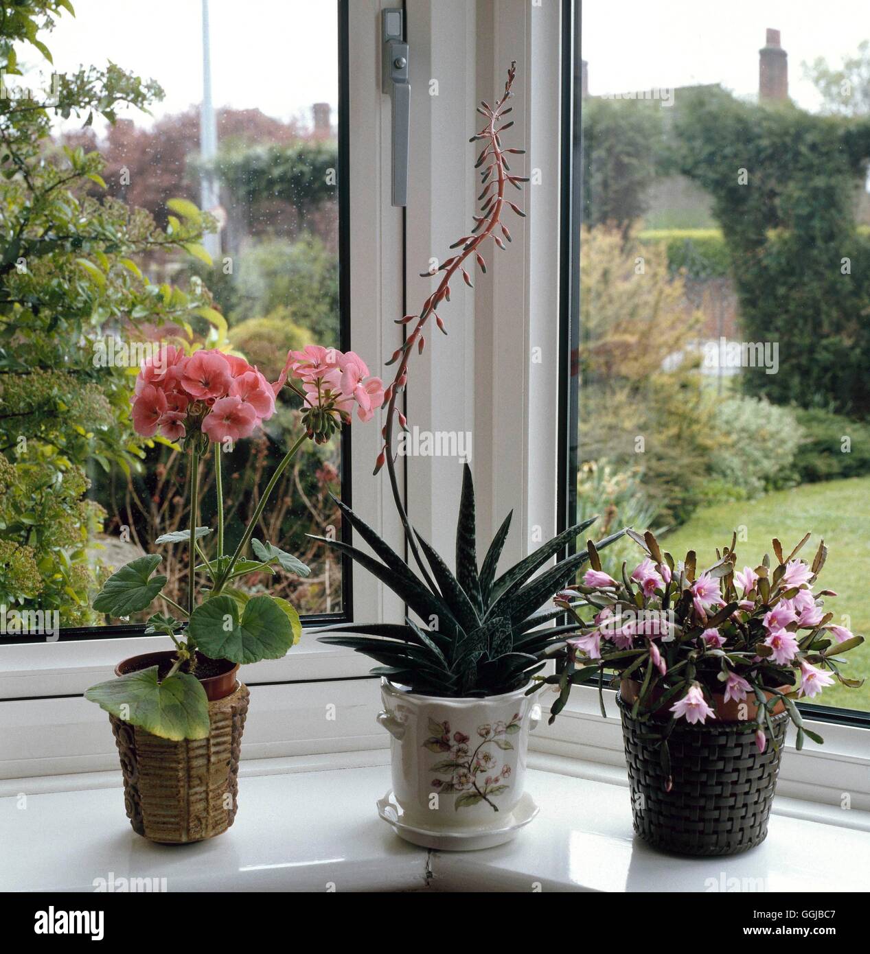 Les plantes d'appartement In Situ - Fenêtre - Pelargonium Gasteria Rhipsalis & SES Photos Horticul022226 Banque D'Images