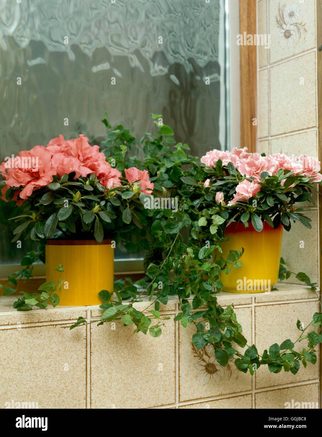 Les plantes d'appartement In Situ - Cuisine - azalea indica et Ficus pumilla SA038883 Banque D'Images