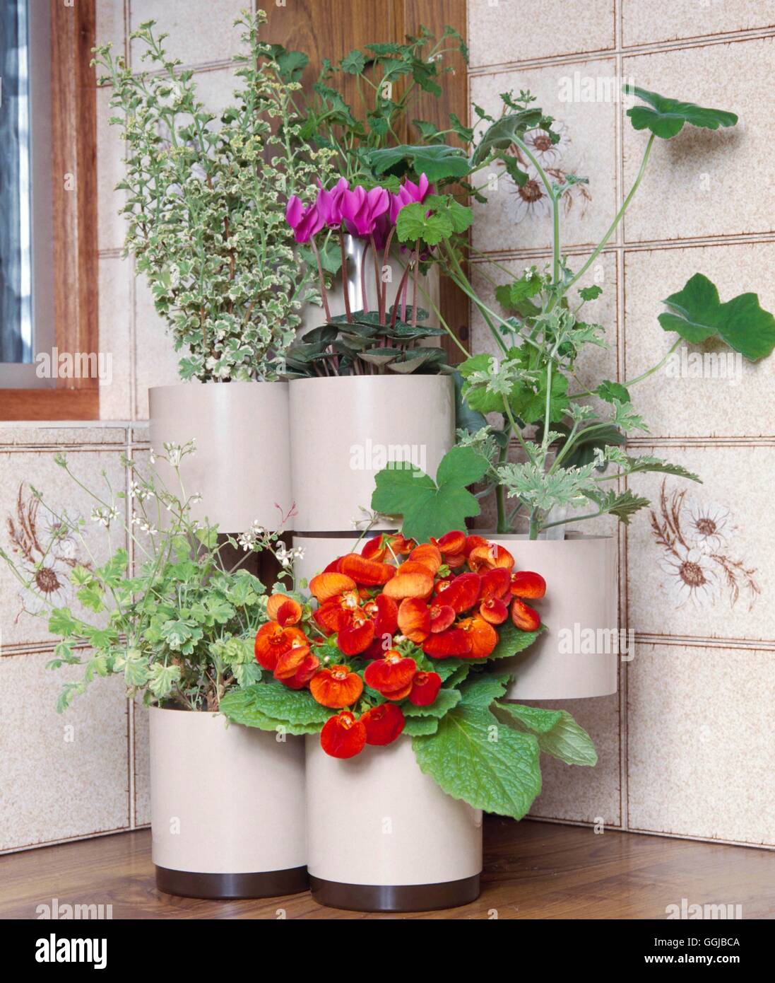 Les plantes d'appartement In Situ - Cuisine - Cyclamen le Calceolaria et géraniums odorants pots moderne dans son obligatoire Cre040438 Banque D'Images
